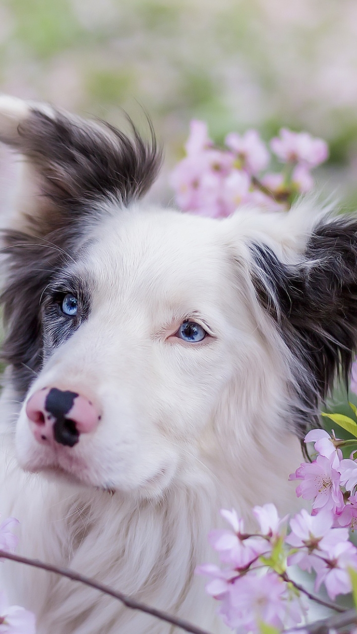 Baixar papel de parede para celular de Animais, Cães, Flor Rosa, Cão, Florescer, Floração, Border Collie gratuito.