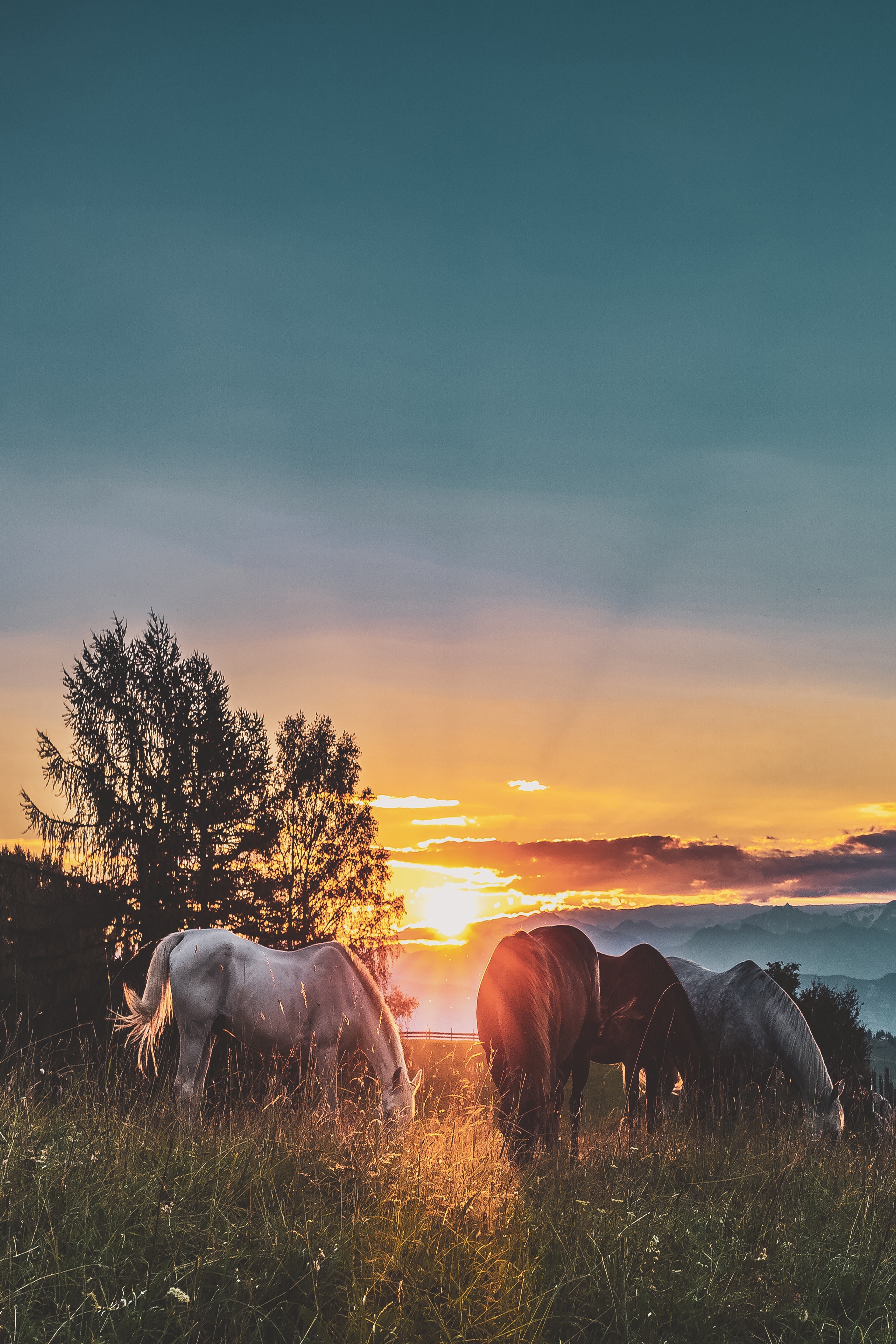 horses, sunset, stroll, animals, paddock