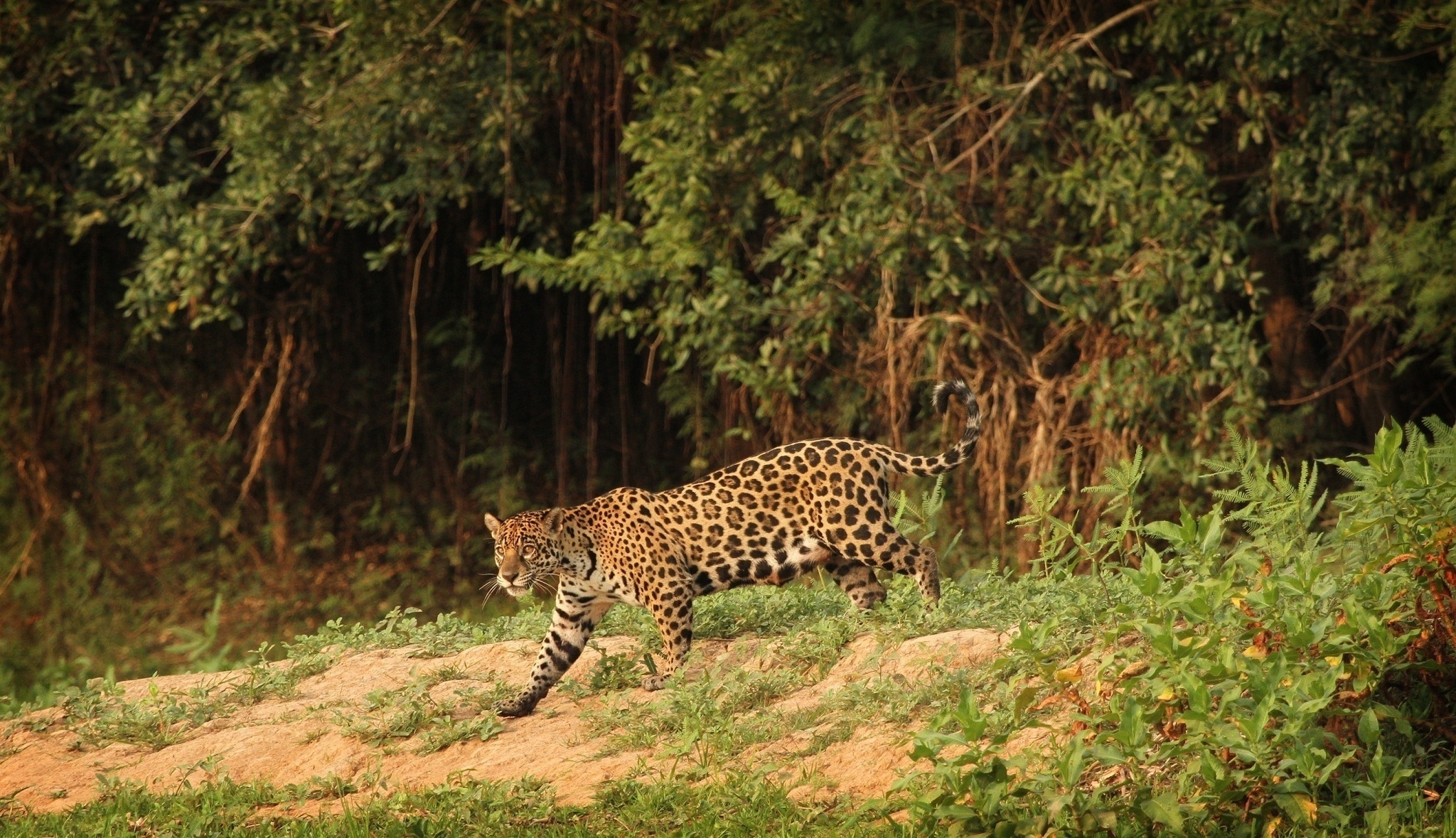139445 télécharger l'image animaux, jaguar, prédateur, chat sauvage - fonds d'écran et économiseurs d'écran gratuits
