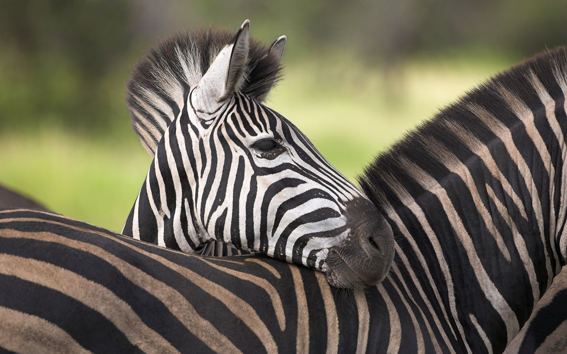Baixar papel de parede para celular de Zebra, Animais gratuito.