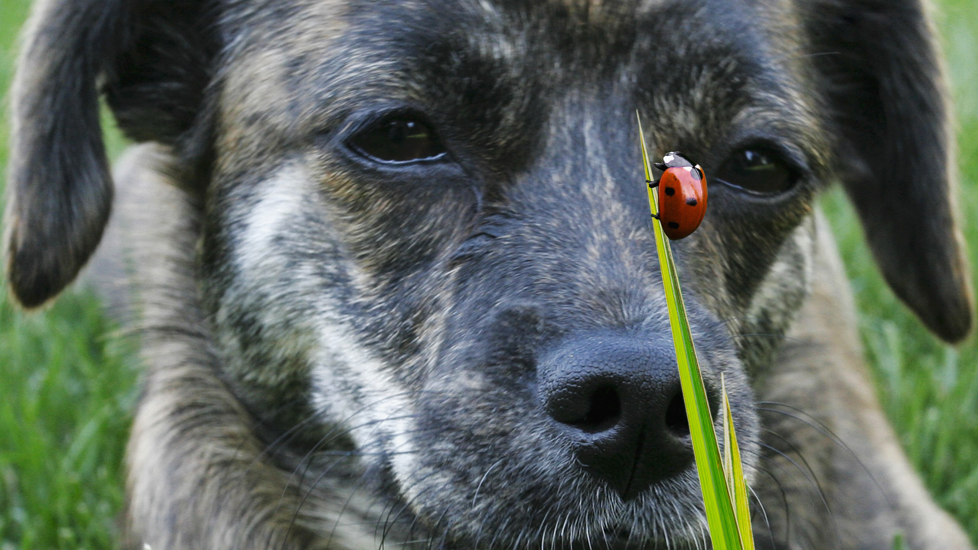 Téléchargez des papiers peints mobile Chiens, Chien, Animaux gratuitement.