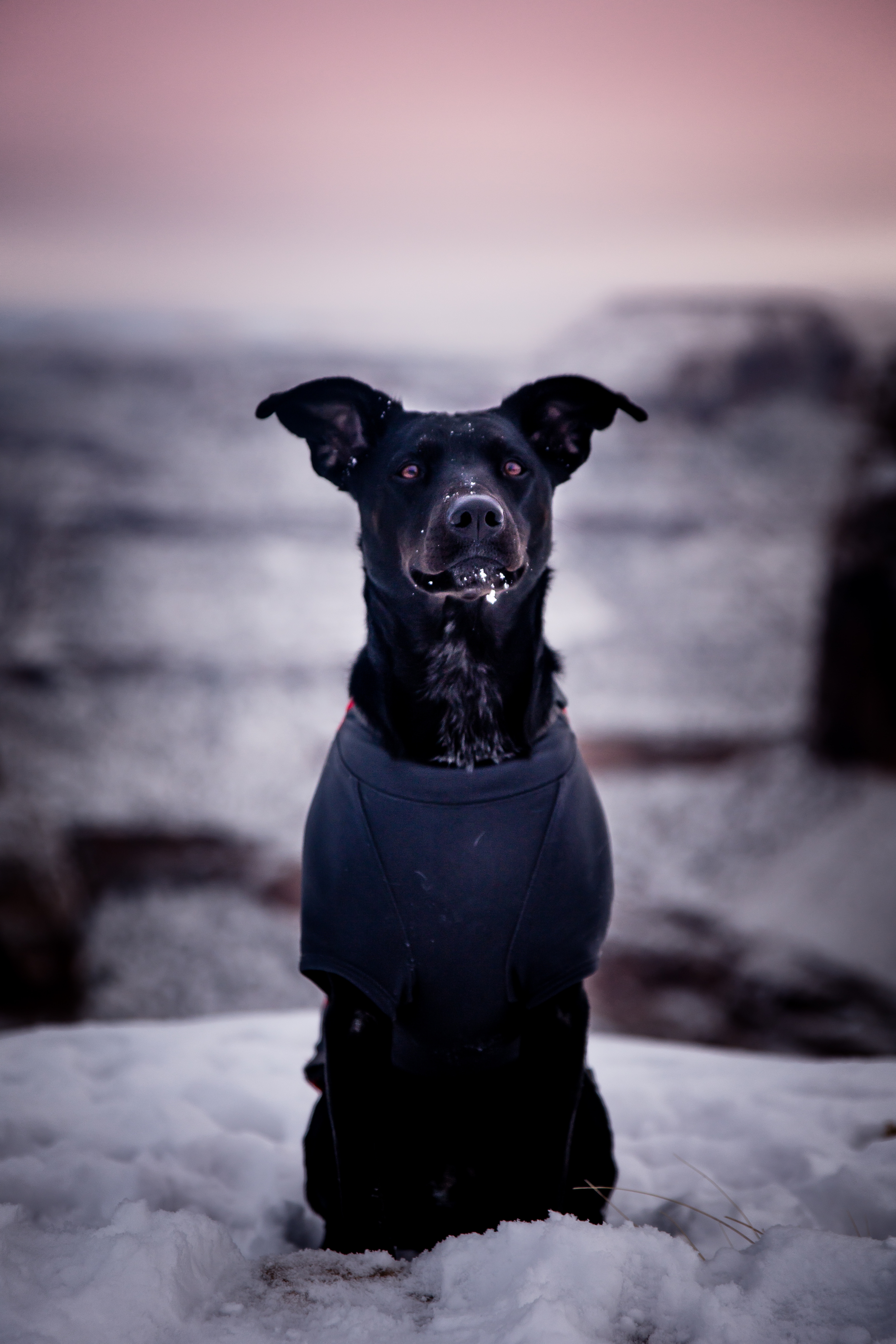 Handy-Wallpaper Hund, Glatt, Spaziergang, Tiere, Schnee, Unschärfe, Bummel kostenlos herunterladen.