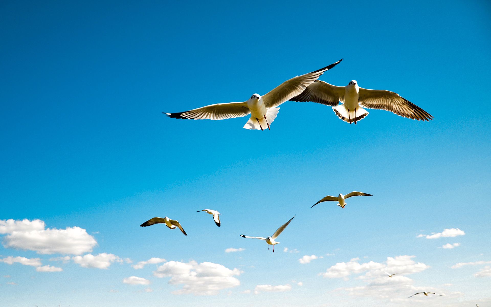 animals, birds, sky, seagulls, flight, wings, swing, albatross