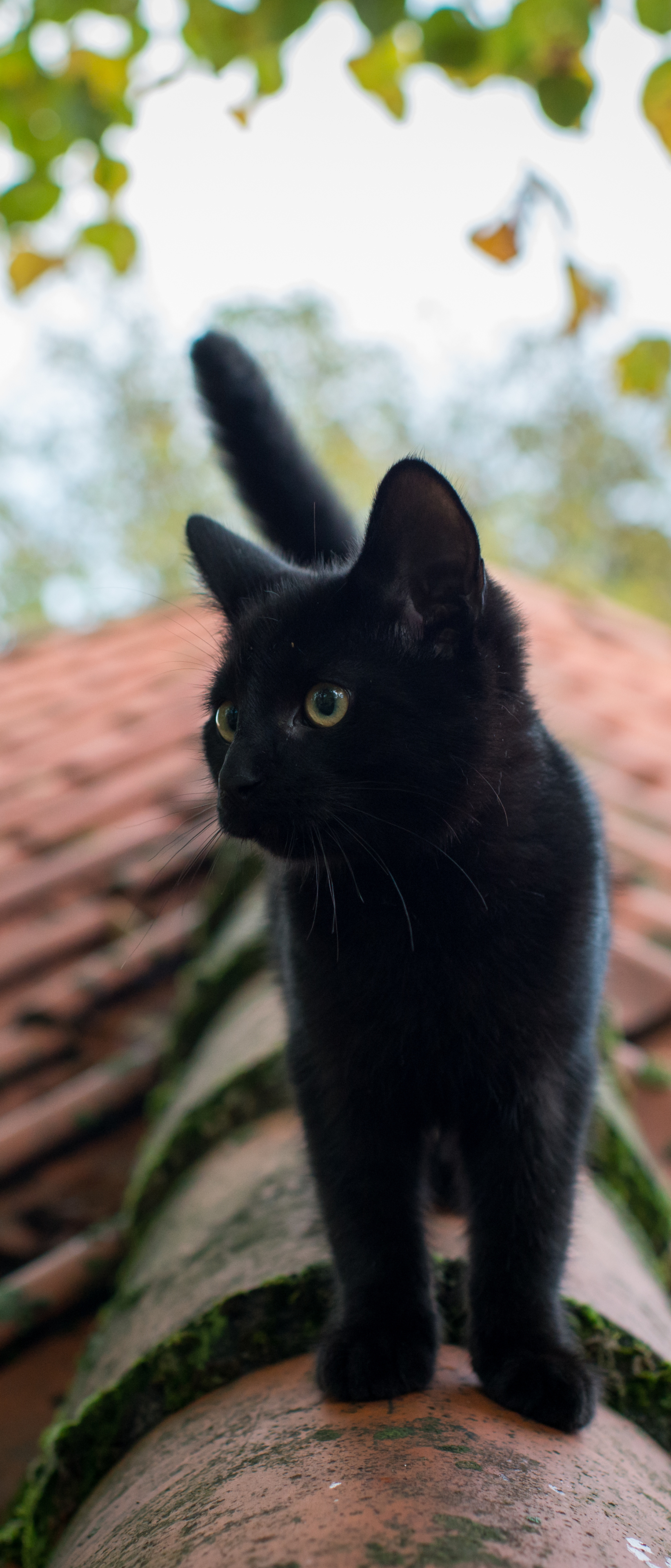 Baixe gratuitamente a imagem Animais, Gatos, Gato, Gatinho, Animal Bebê na área de trabalho do seu PC