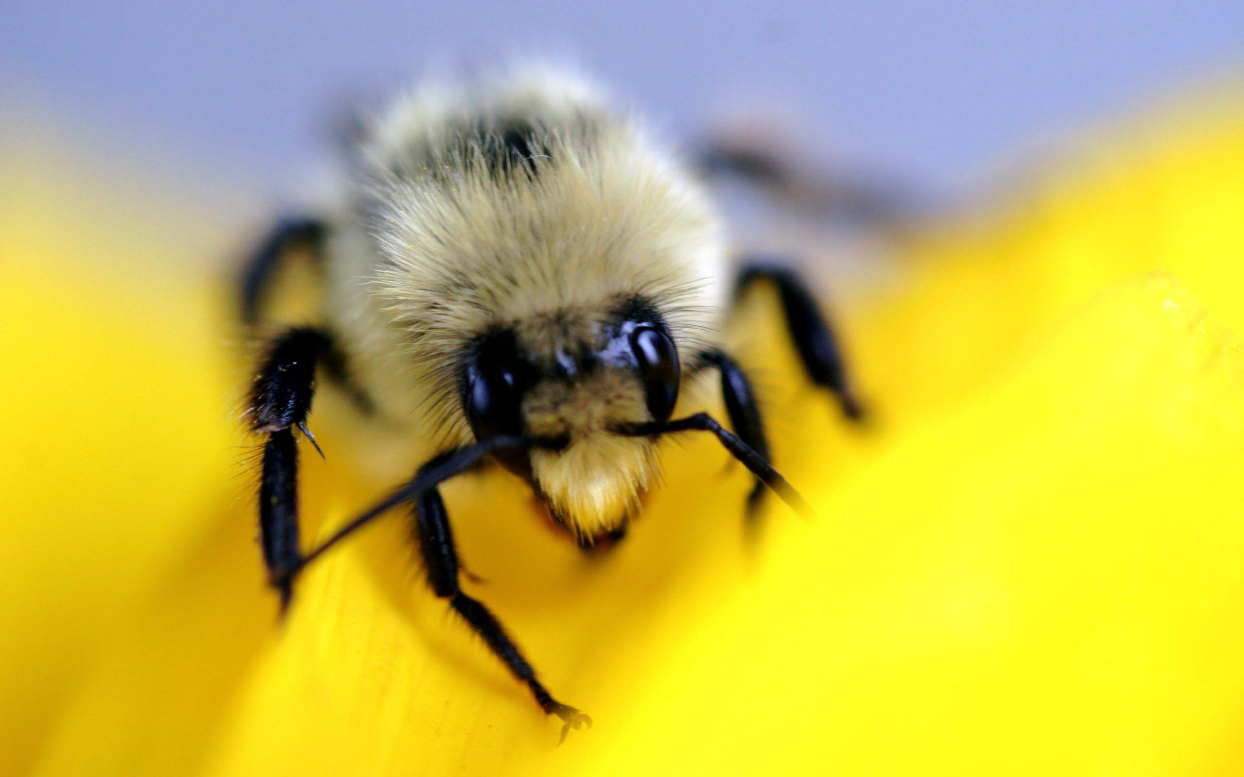 Скачать обои бесплатно Пчела, Насекомые, Животные картинка на рабочий стол ПК