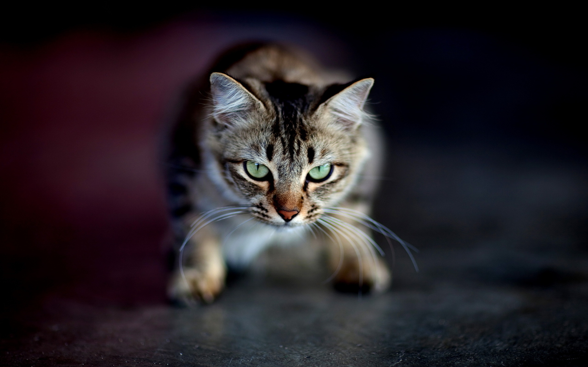 Download mobile wallpaper Cats, Cat, Animal for free.