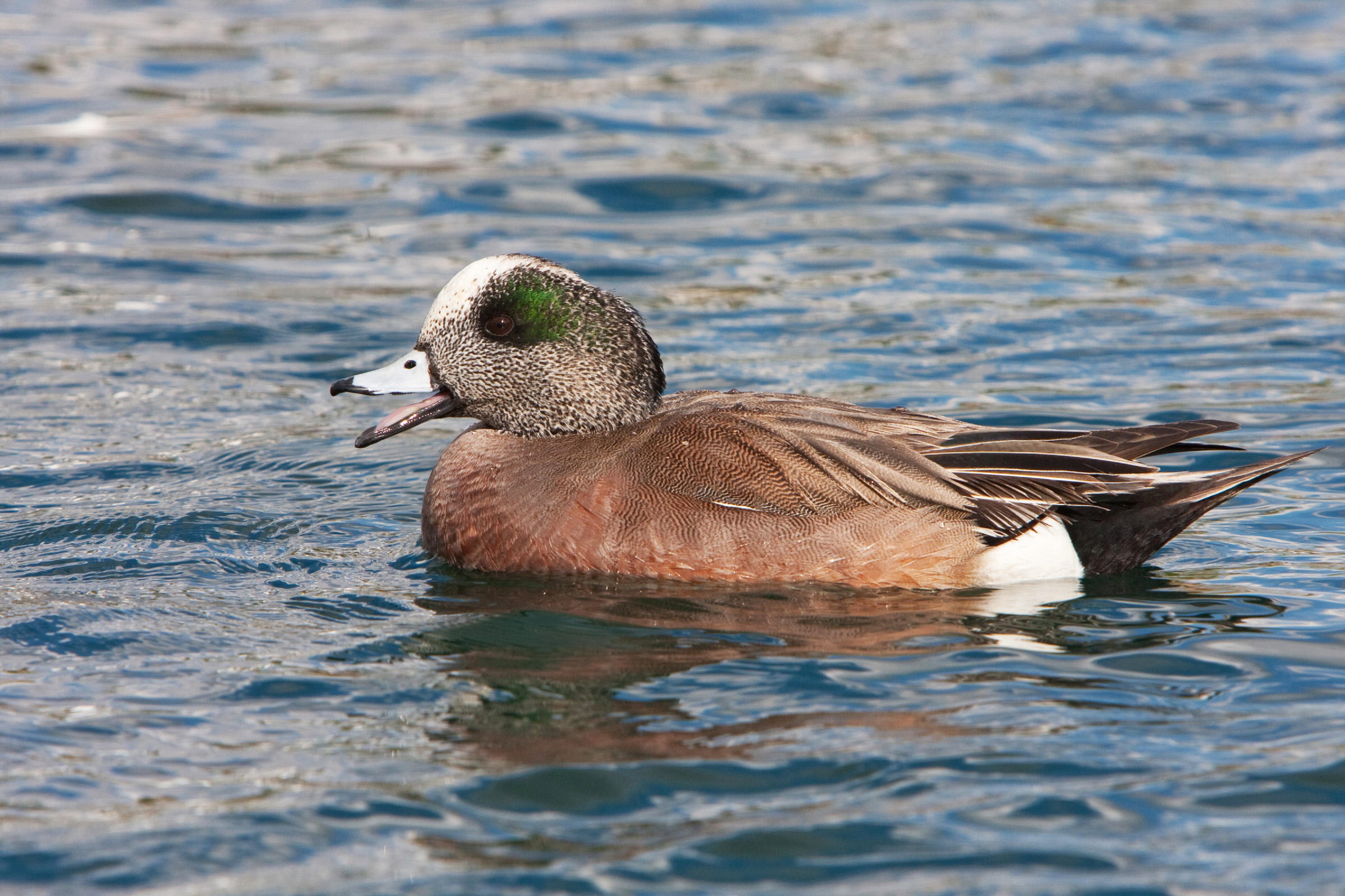 Melhores papéis de parede de American Wigeon para tela do telefone