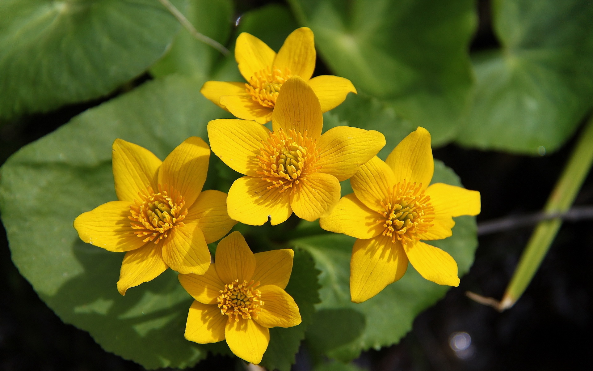 Descarga gratuita de fondo de pantalla para móvil de Flores, Flor, Tierra/naturaleza.