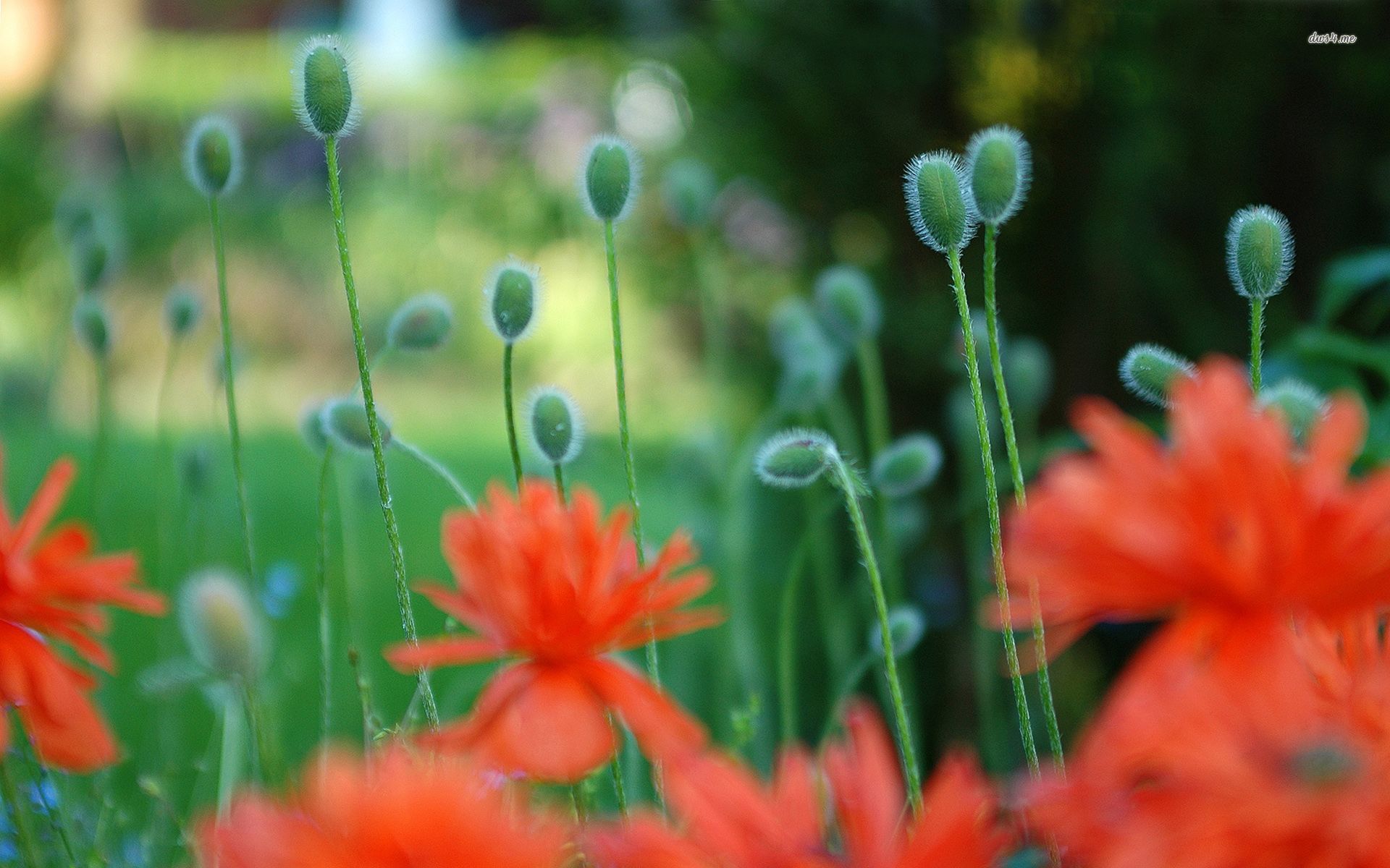 Download mobile wallpaper Poppy, Flowers, Flower, Earth for free.