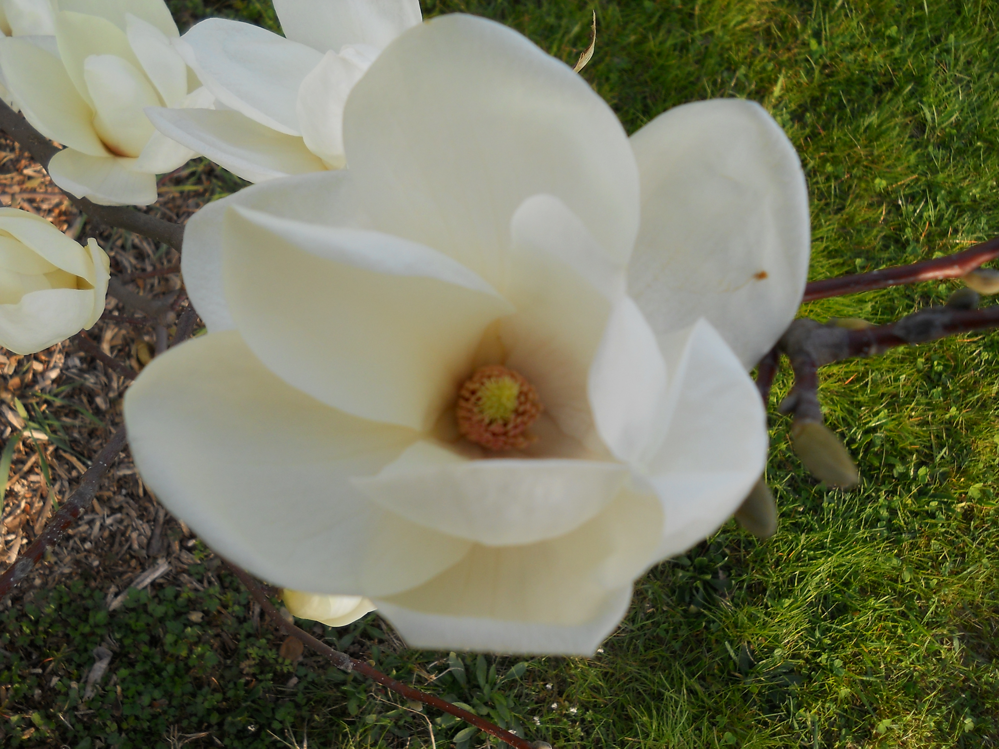 Descarga gratuita de fondo de pantalla para móvil de Flores, Flor, Tierra/naturaleza.