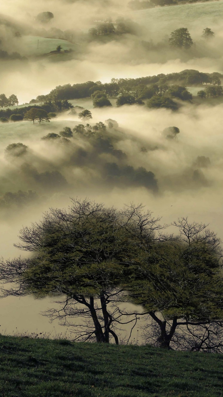 無料モバイル壁紙自然, 木, 霧, 地球をダウンロードします。