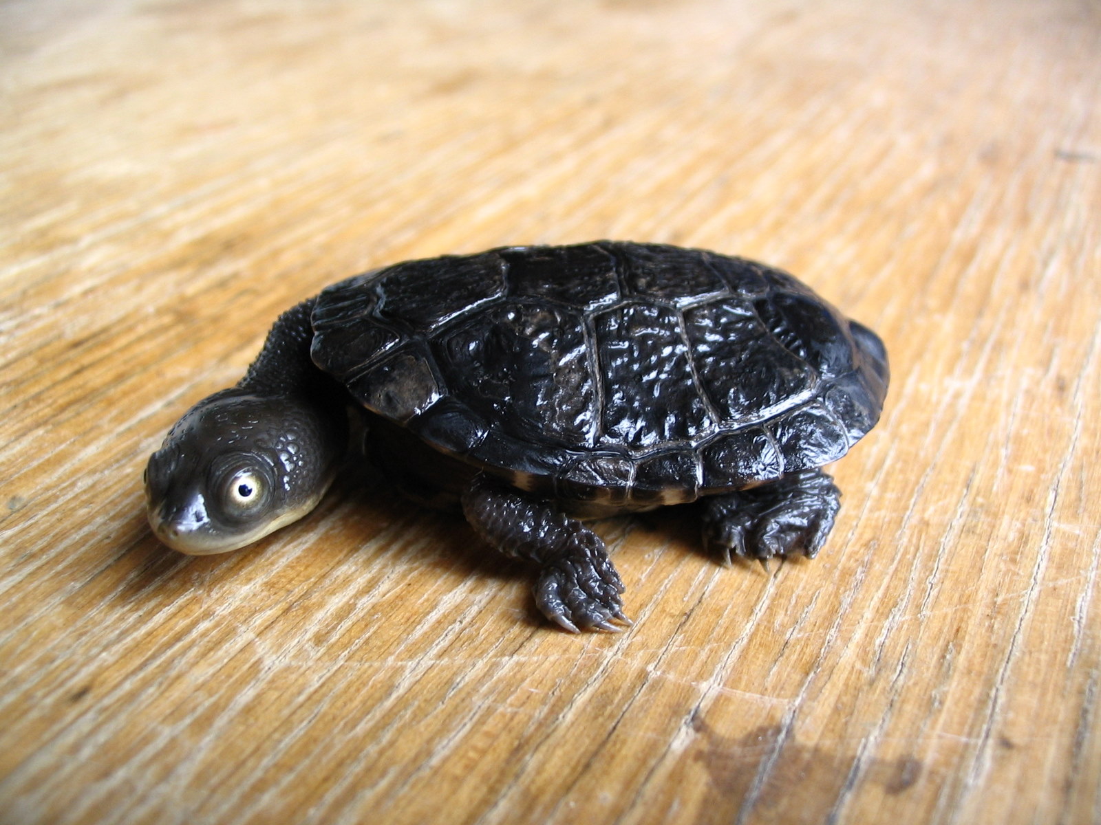 Téléchargez gratuitement l'image Animaux, Tortues, Tortue sur le bureau de votre PC