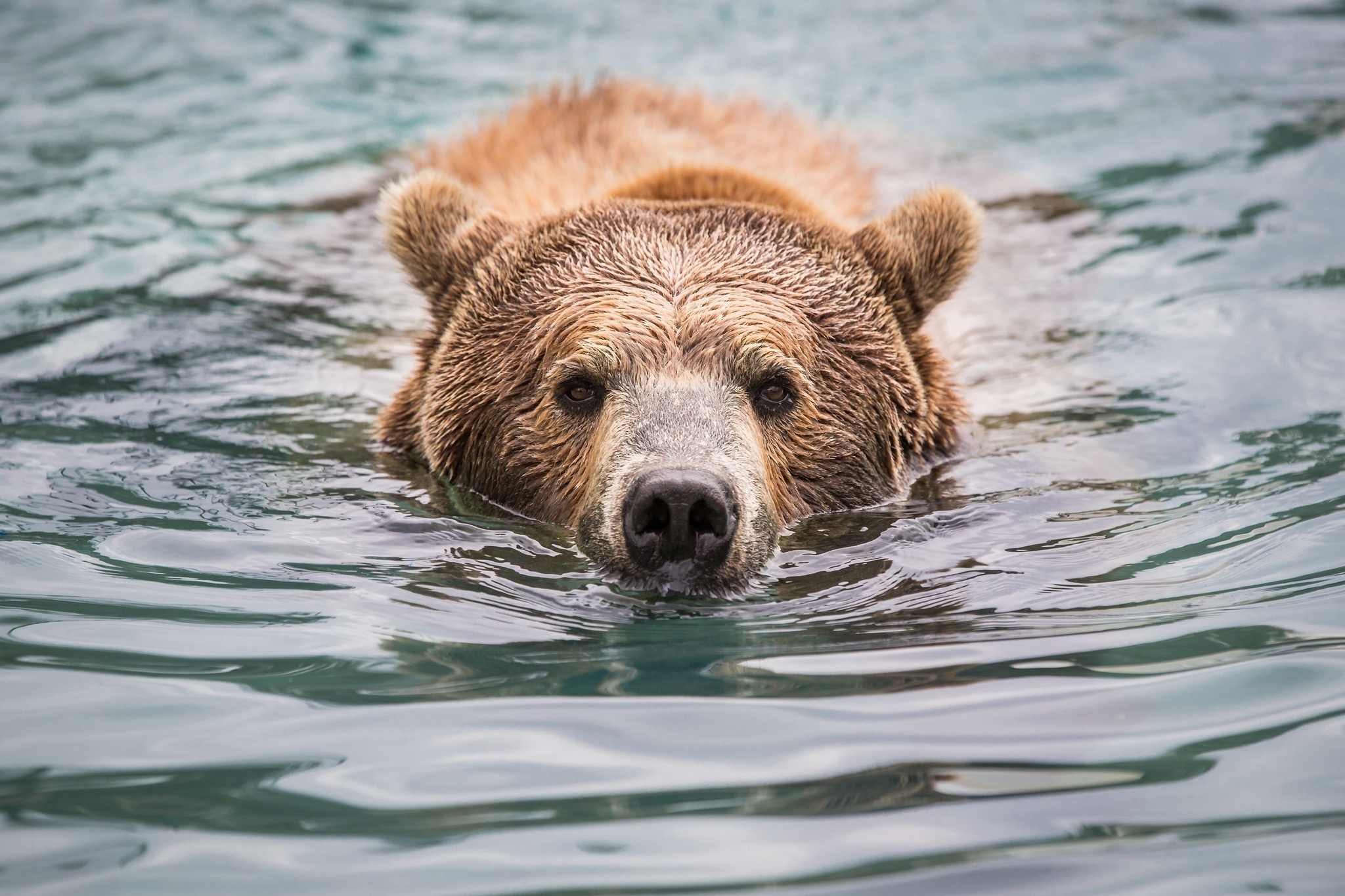 Laden Sie das Tiere, Bären, Bär, Starren-Bild kostenlos auf Ihren PC-Desktop herunter