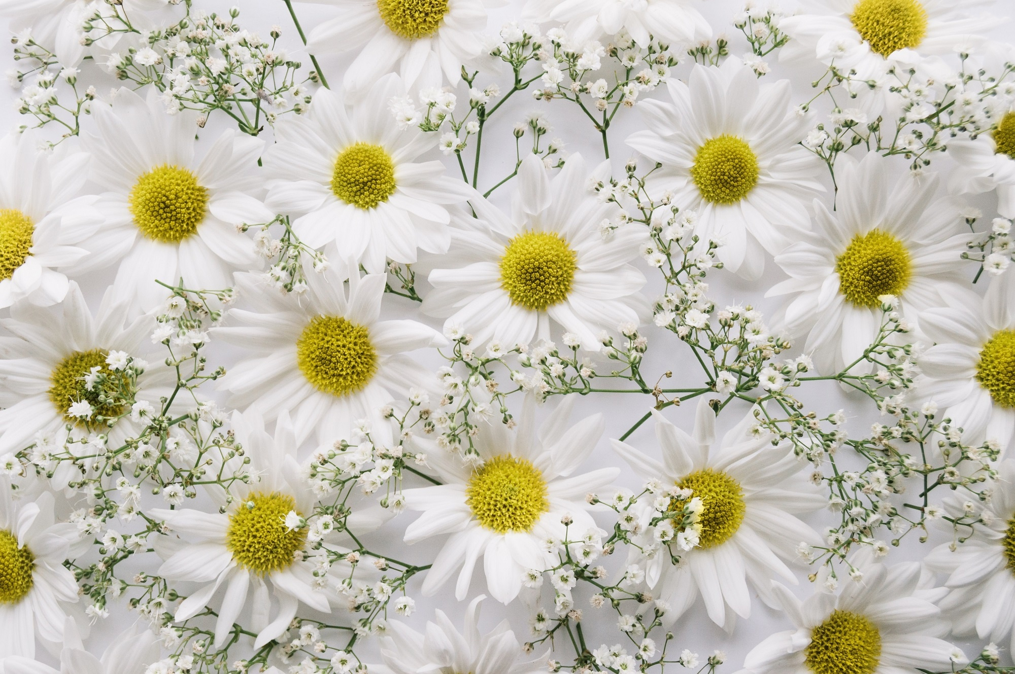 426824 скачать картинку белый цветок, хризантемы, земля/природа, цветок, дыхание ребенка, флауэрсы - обои и заставки бесплатно