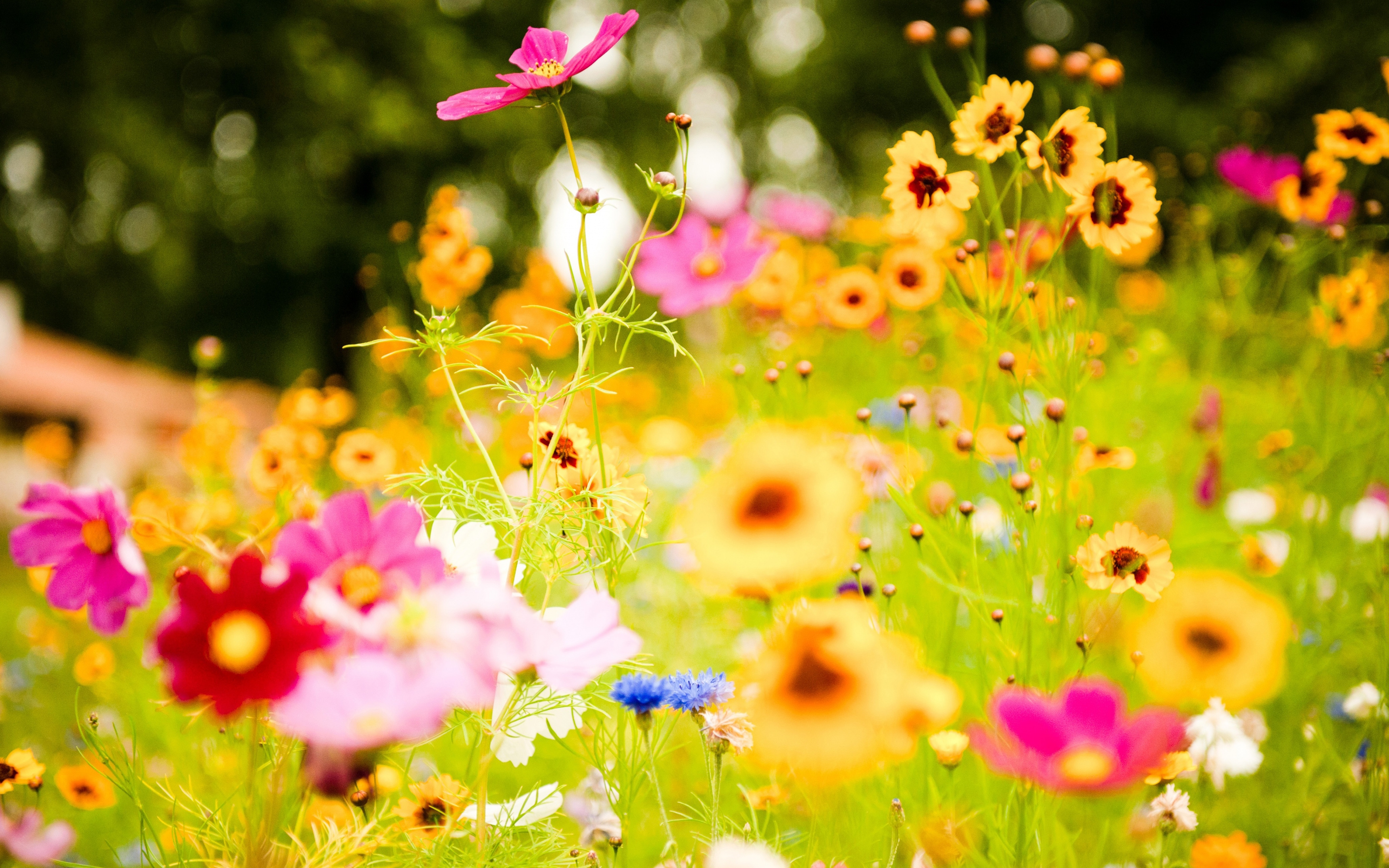 Download mobile wallpaper Flowers, Flower, Earth for free.