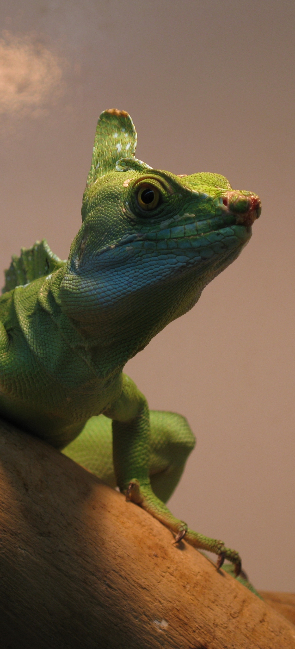 Download mobile wallpaper Animal, Basilisk, Lizard, Reptile, Reptiles for free.