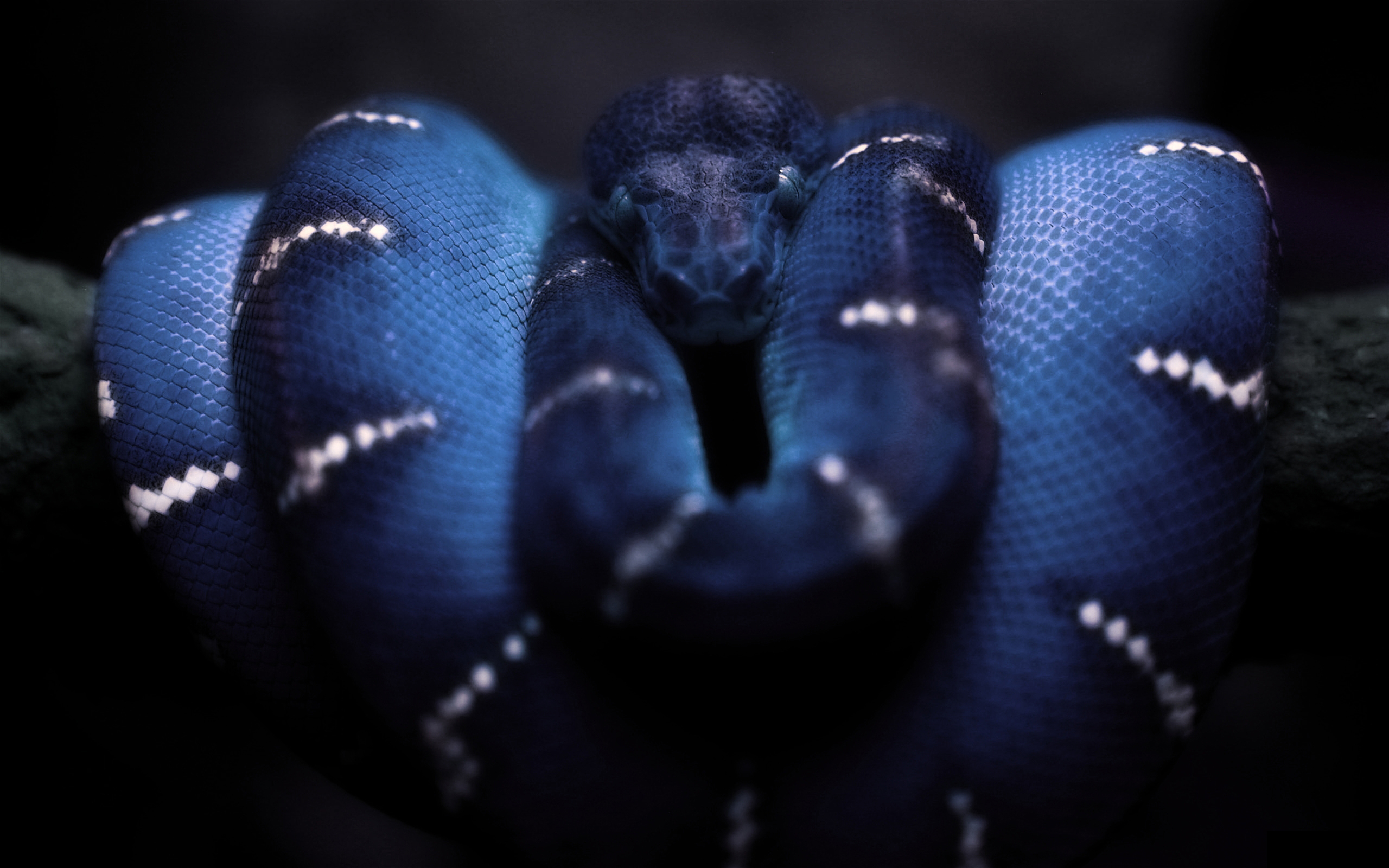 Download mobile wallpaper Snake, Reptiles, Animal for free.