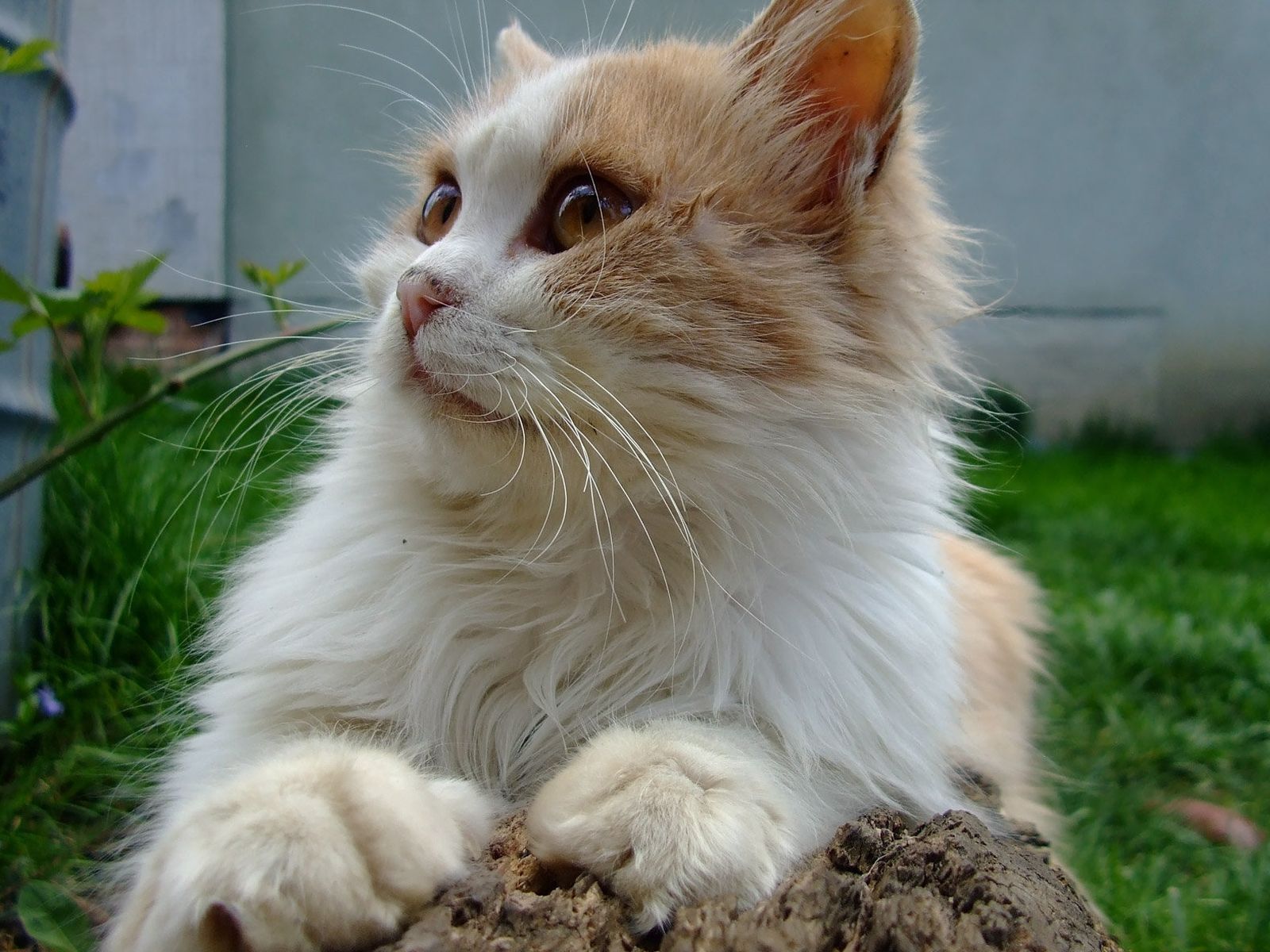 Baixar papel de parede para celular de Animais, Gatos, Gato gratuito.