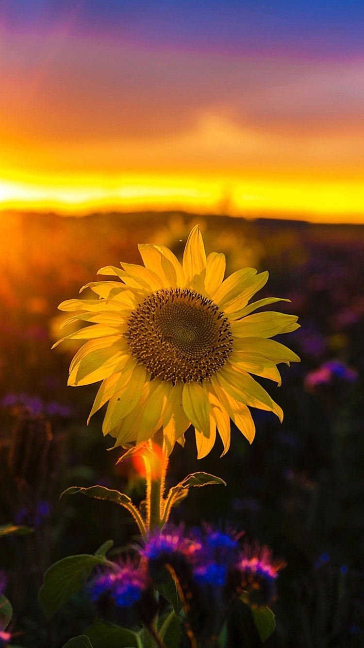 Téléchargez des papiers peints mobile Fleurs, Coucher De Soleil, Tournesol, Fleur Jaune, Terre/nature, Le Coucher Du Soleil gratuitement.