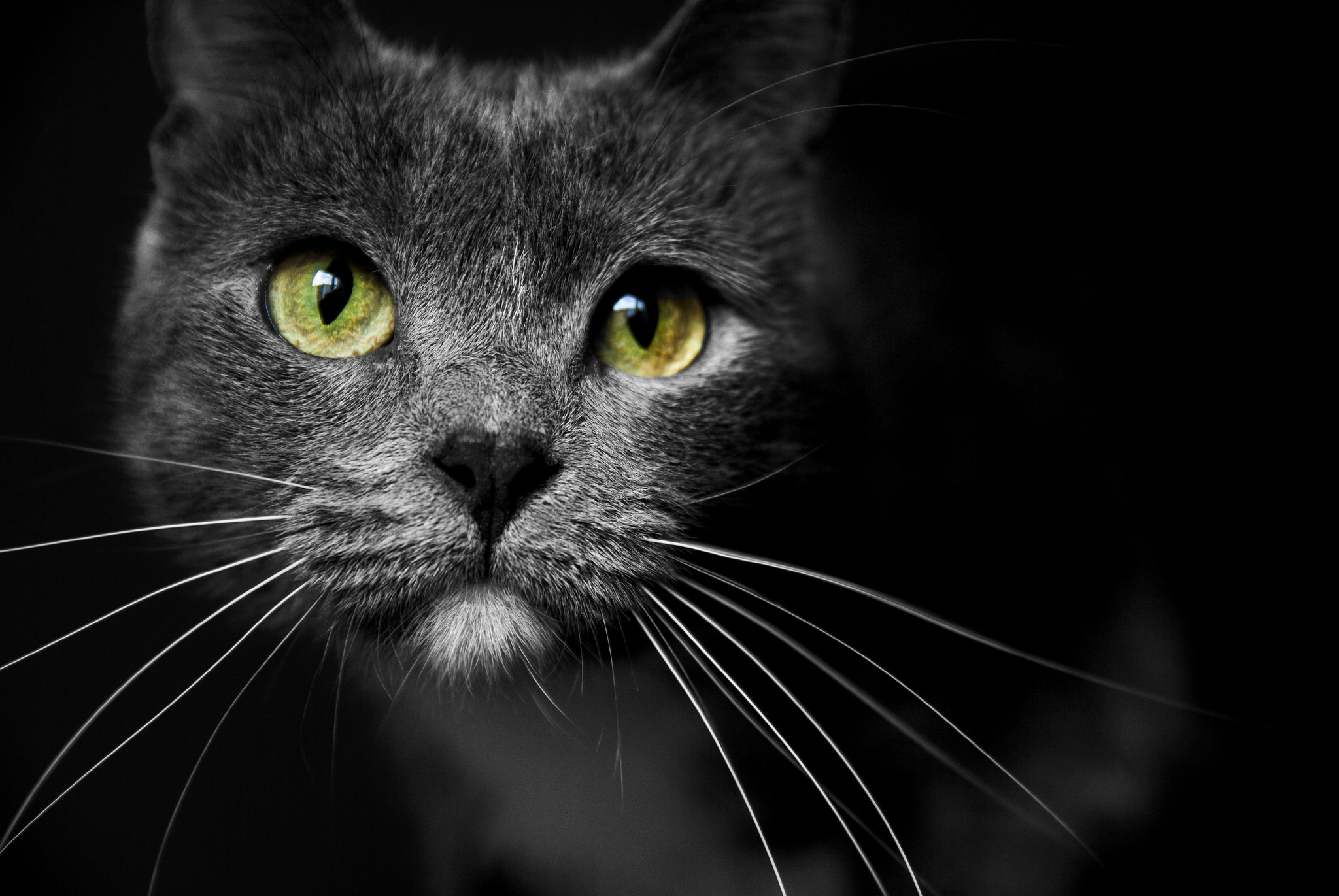 Laden Sie das Tiere, Katzen, Katze, Nahansicht, Starren-Bild kostenlos auf Ihren PC-Desktop herunter