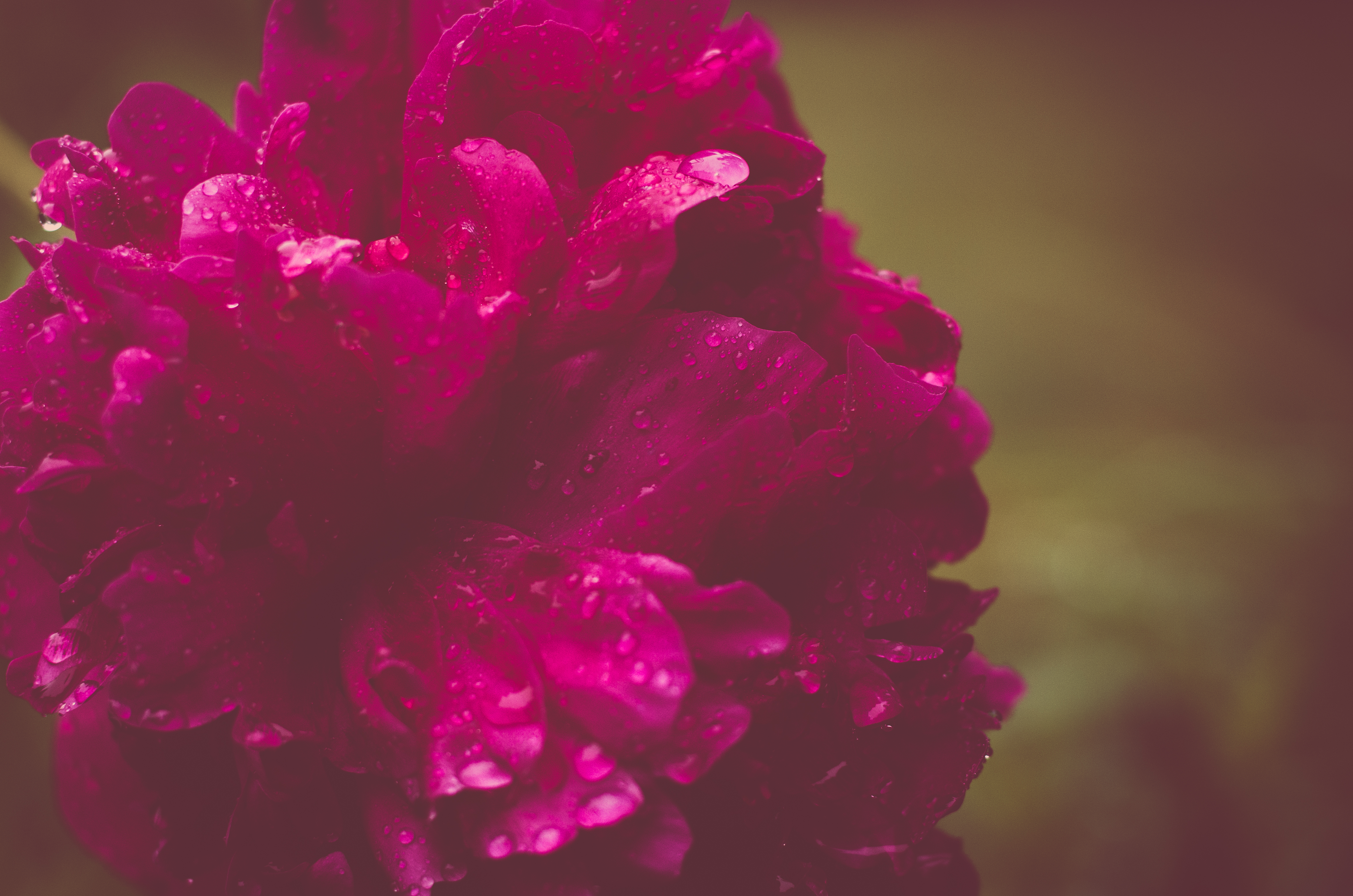 Laden Sie das Blumen, Blume, Nahansicht, Pfingstrose, Wassertropfen, Erde/natur, Pinke Blume-Bild kostenlos auf Ihren PC-Desktop herunter