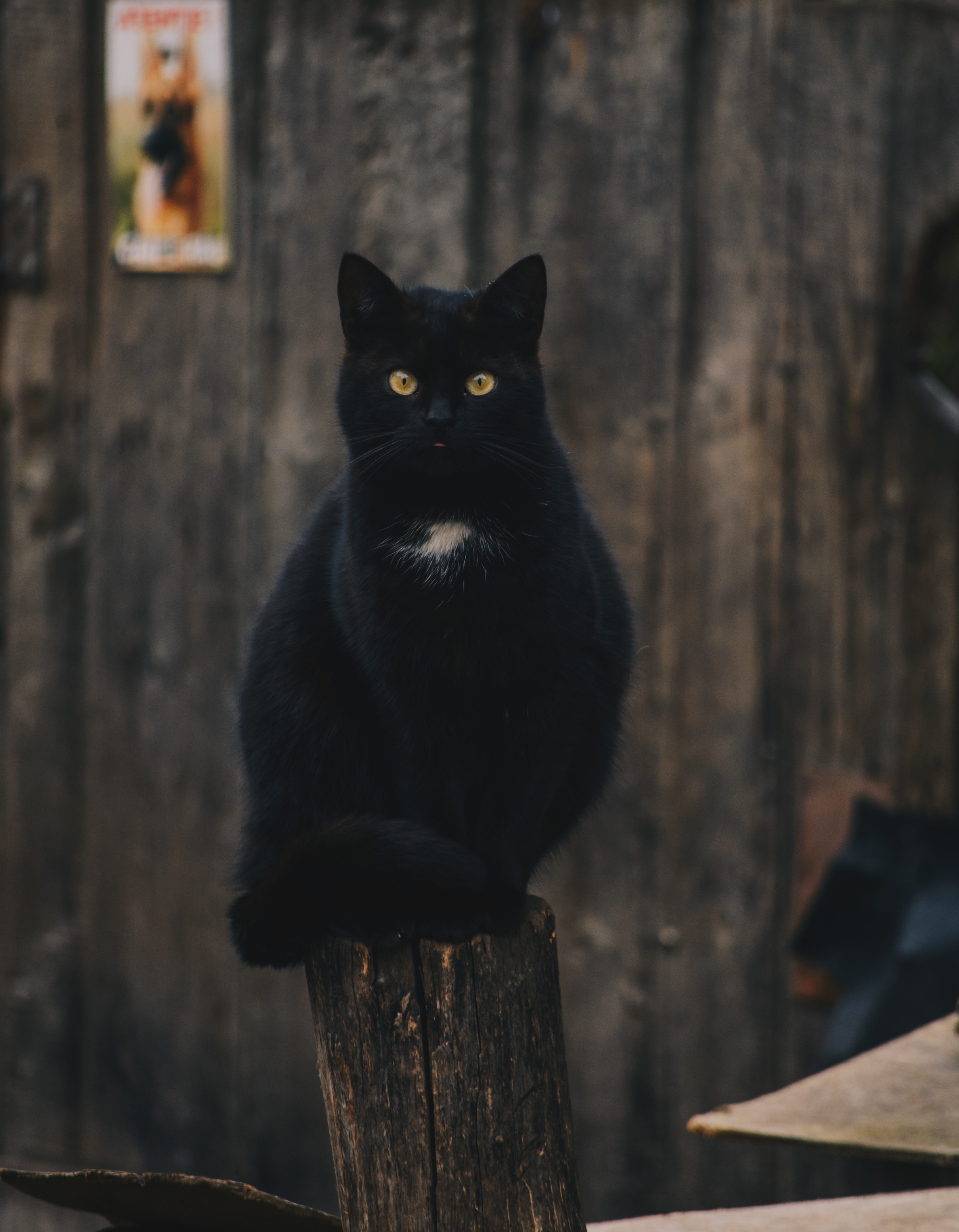 black, animals, cat, sight, opinion, is sitting, sits