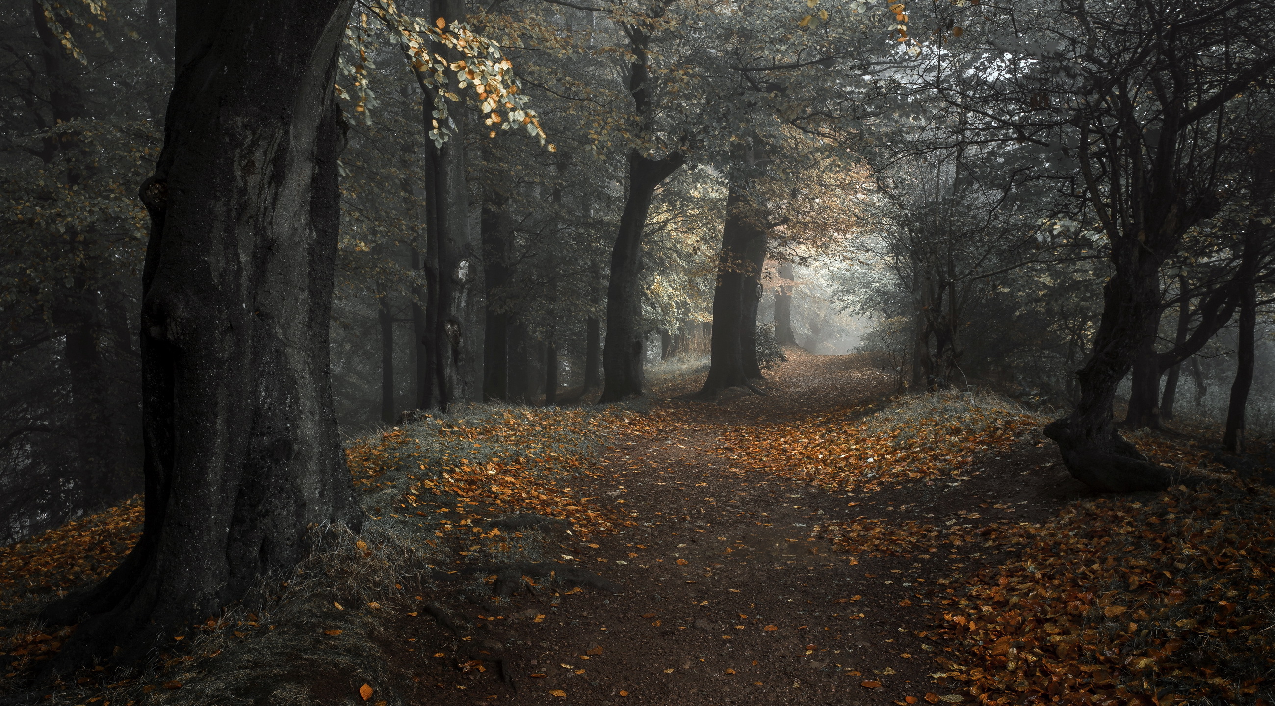 Download mobile wallpaper Nature, Forest, Leaf, Fall, Earth, Path for free.