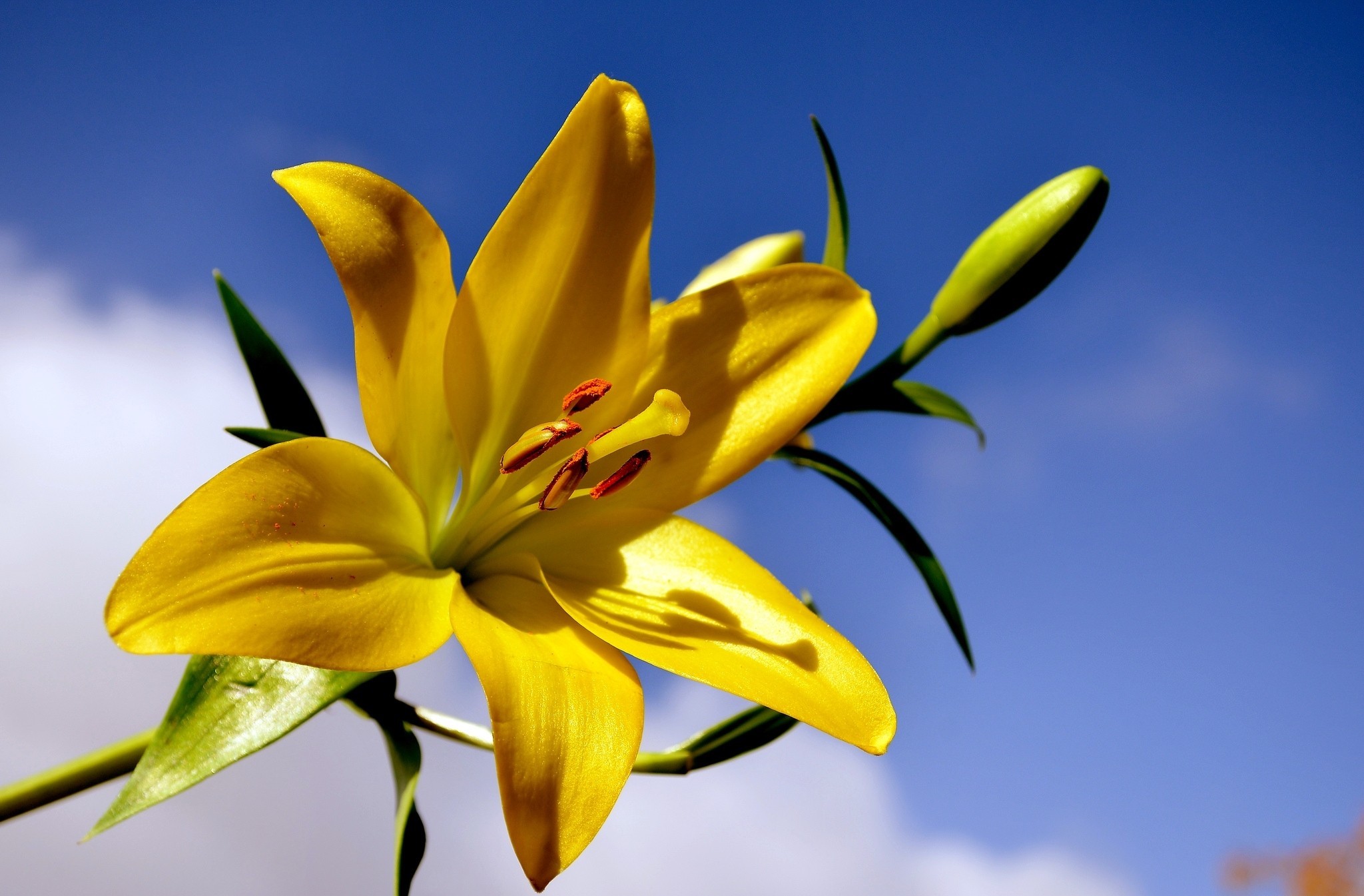 Free download wallpaper Lily, Flowers, Earth on your PC desktop