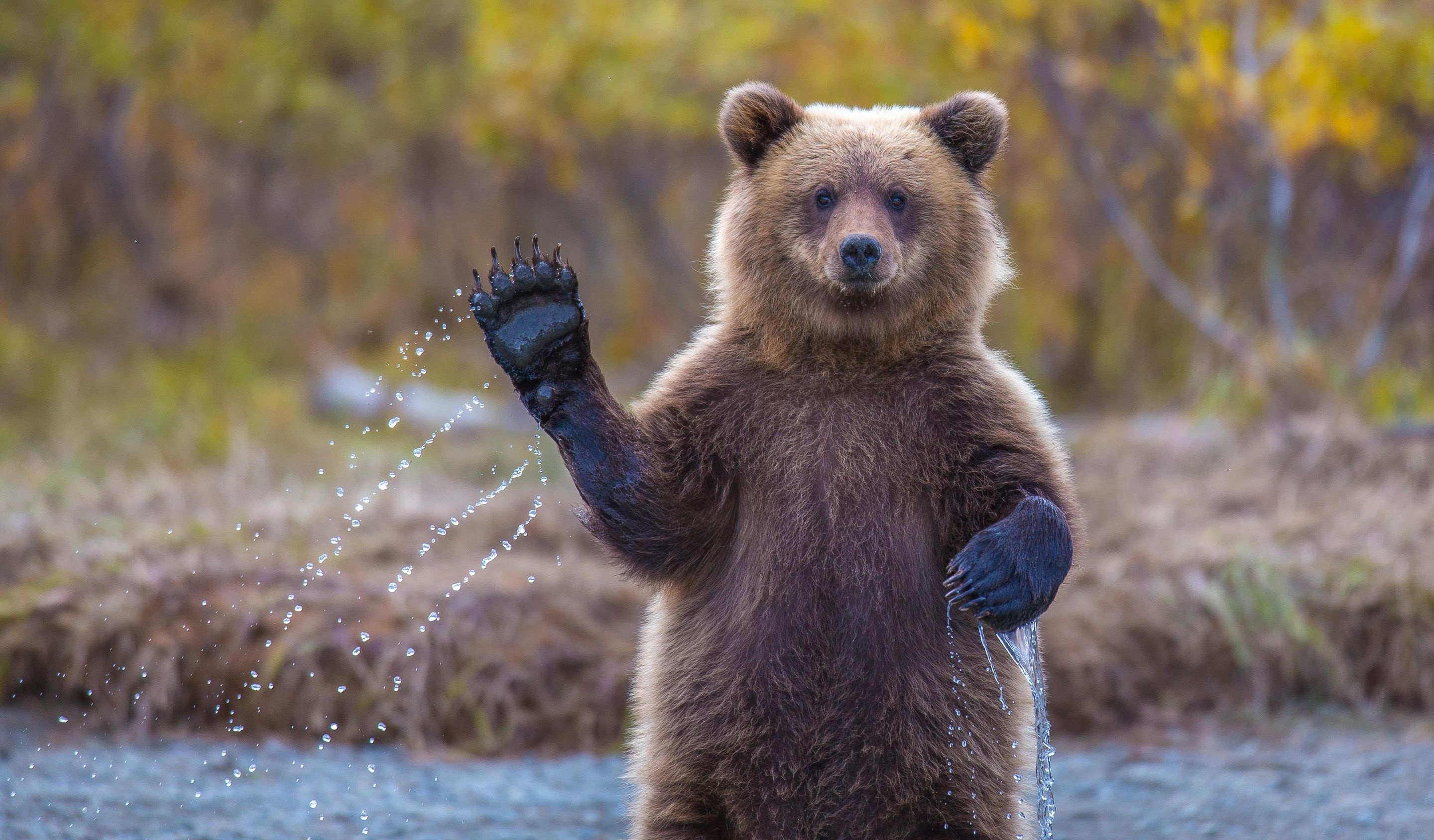 無料モバイル壁紙動物, クマをダウンロードします。