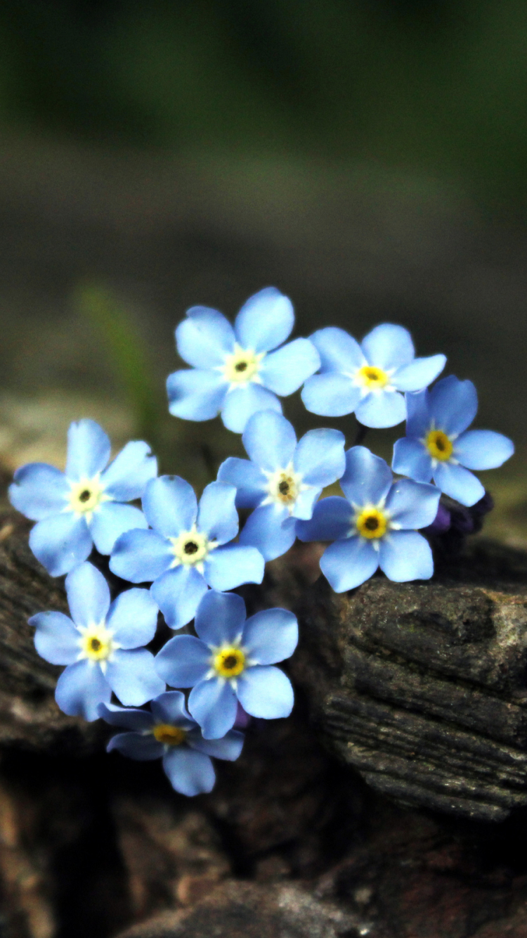 Download mobile wallpaper Flowers, Flower, Earth, Forget Me Not for free.