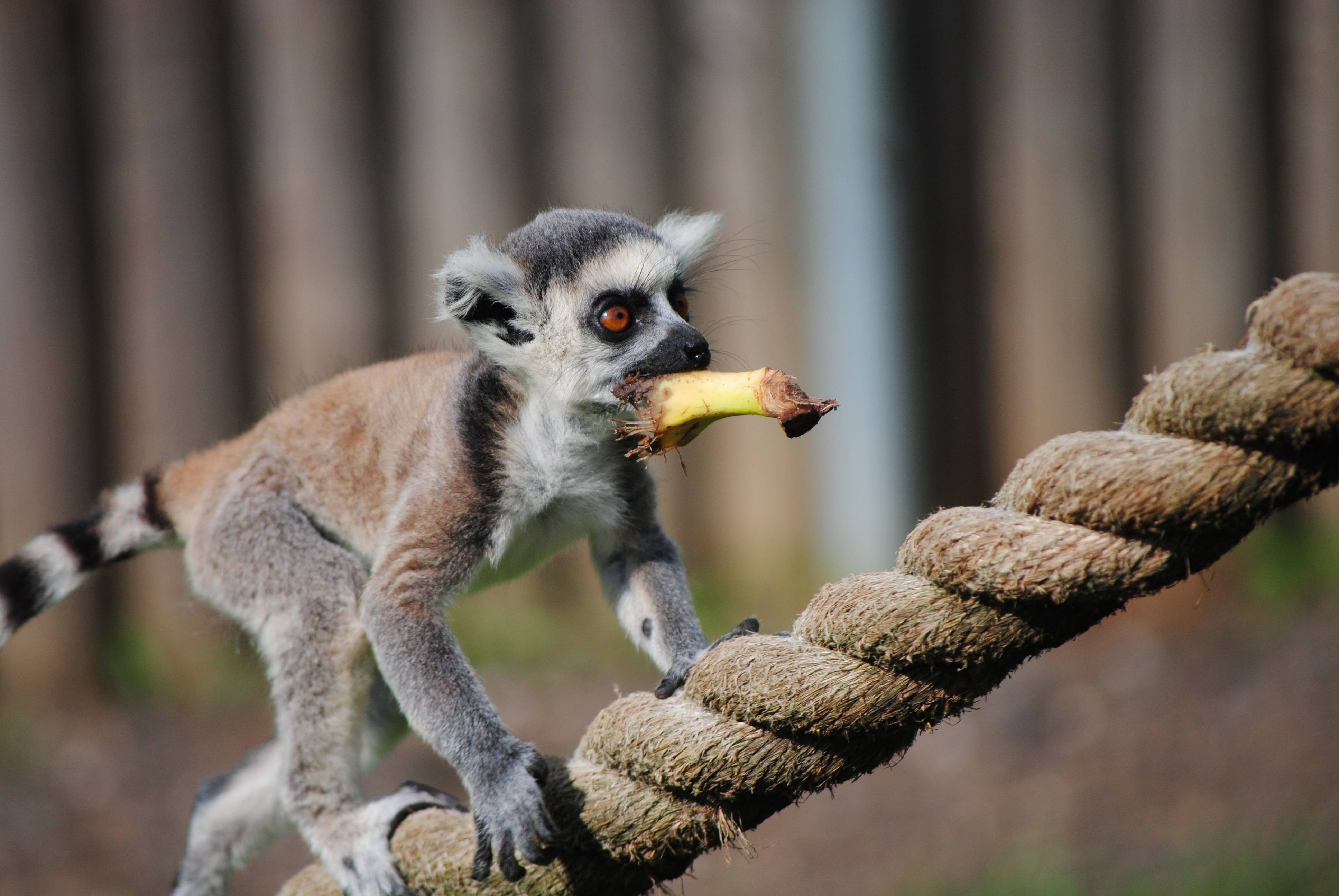 animals, food, cable, stroll, animal, lemur, rope Image for desktop