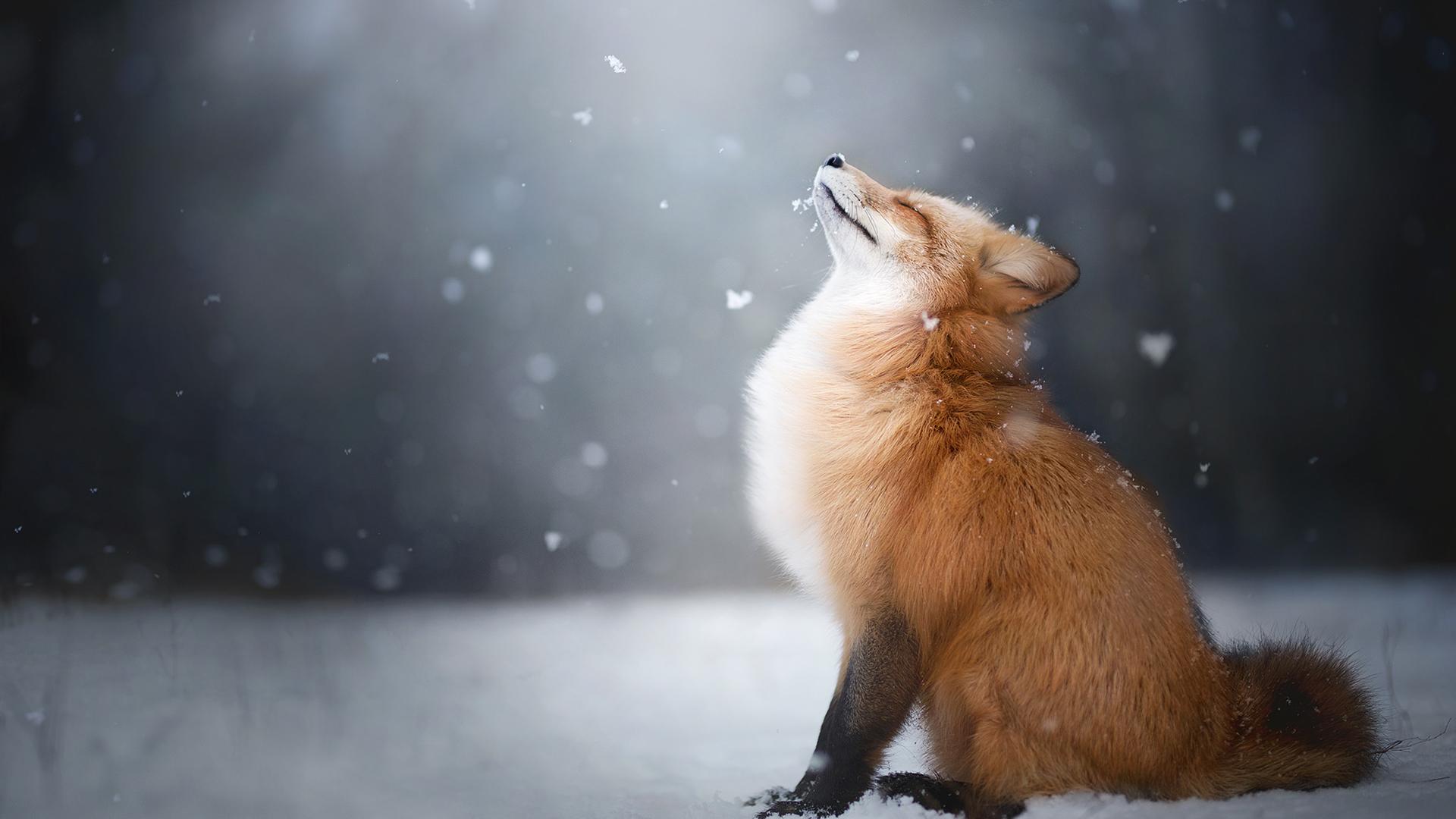 Laden Sie das Tiere, Schnee, Fuchs, Schneefall-Bild kostenlos auf Ihren PC-Desktop herunter