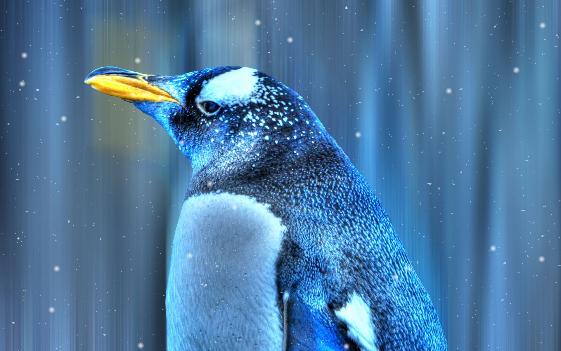 animal, emperor penguin, birds