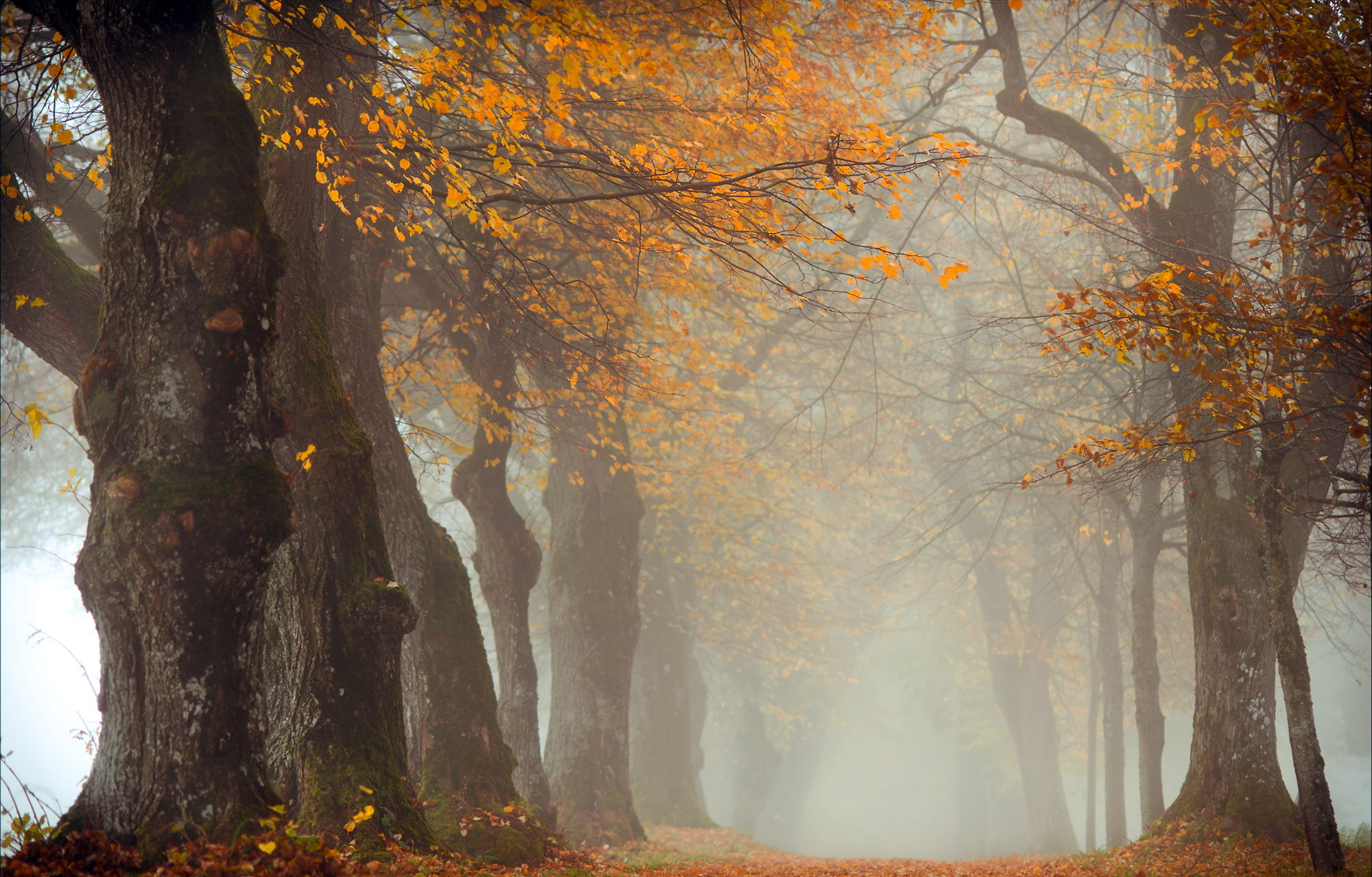 Скачать картинку Природа, Осень, Дорога, Дерево, Туман, Земля/природа, Обсаженный Деревьями в телефон бесплатно.