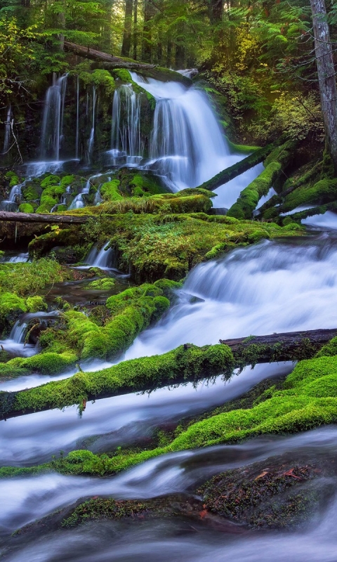 Download mobile wallpaper Waterfalls, Waterfall, Forest, Tree, Earth, Log for free.