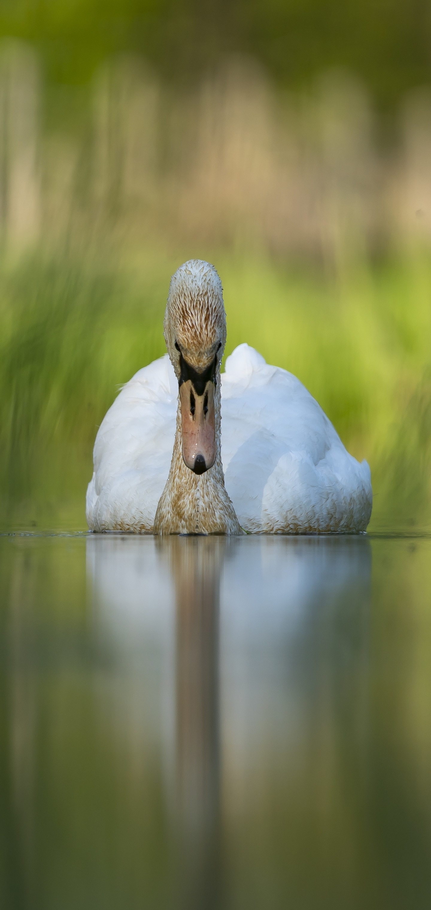 Handy-Wallpaper Tiere, Vögel, Schwan kostenlos herunterladen.