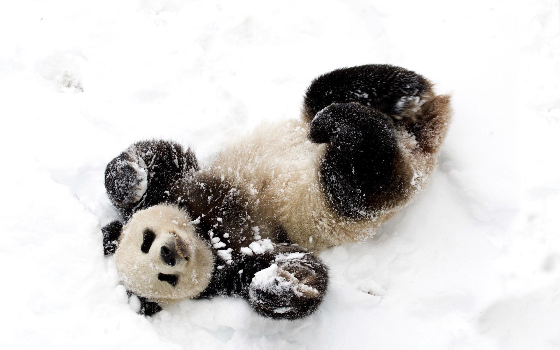 132677 скачать картинку панда, зима, снег, животные, медведь - обои и заставки бесплатно