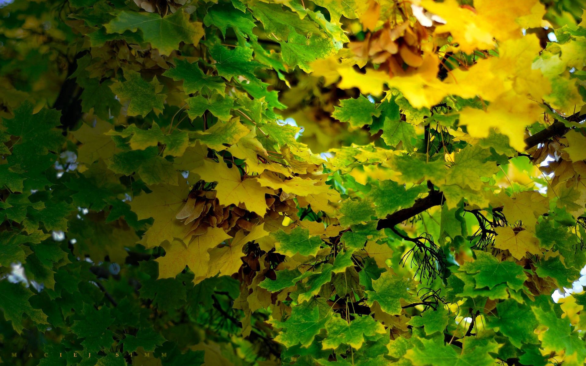Скачать картинку Природа, Зеленый, Осень, Листья в телефон бесплатно.
