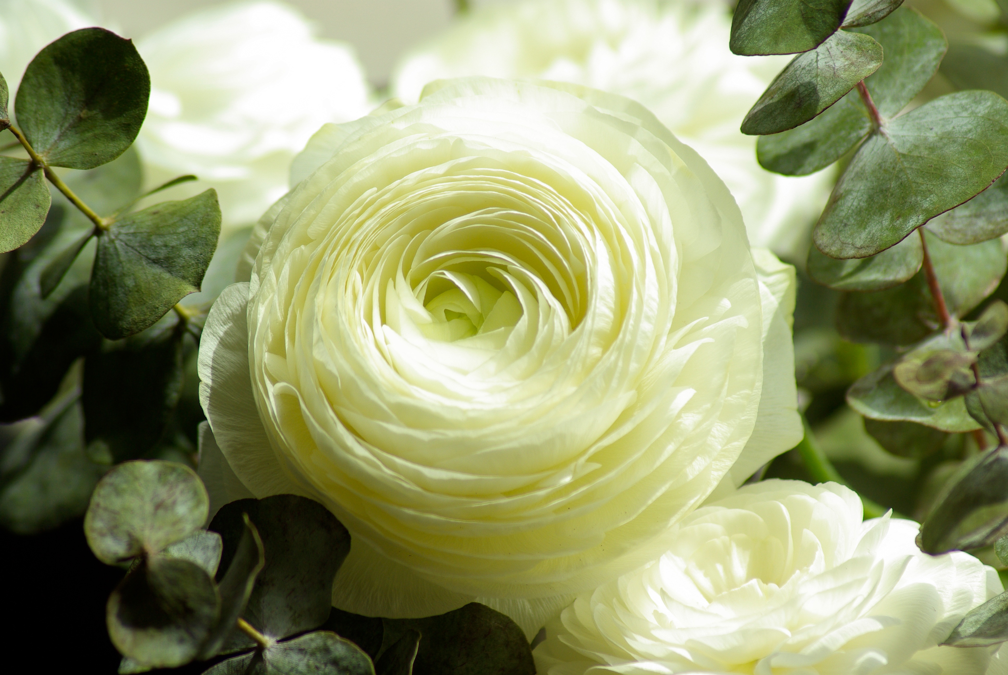 Téléchargez des papiers peints mobile Pétales, Bourgeon, Fleurs, Fleur, Une Rose, Rose gratuitement.