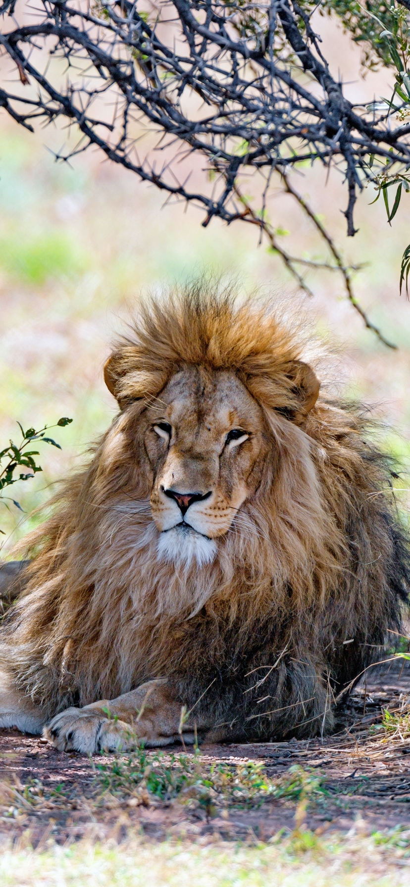 Téléchargez des papiers peints mobile Animaux, Chats, Lion gratuitement.