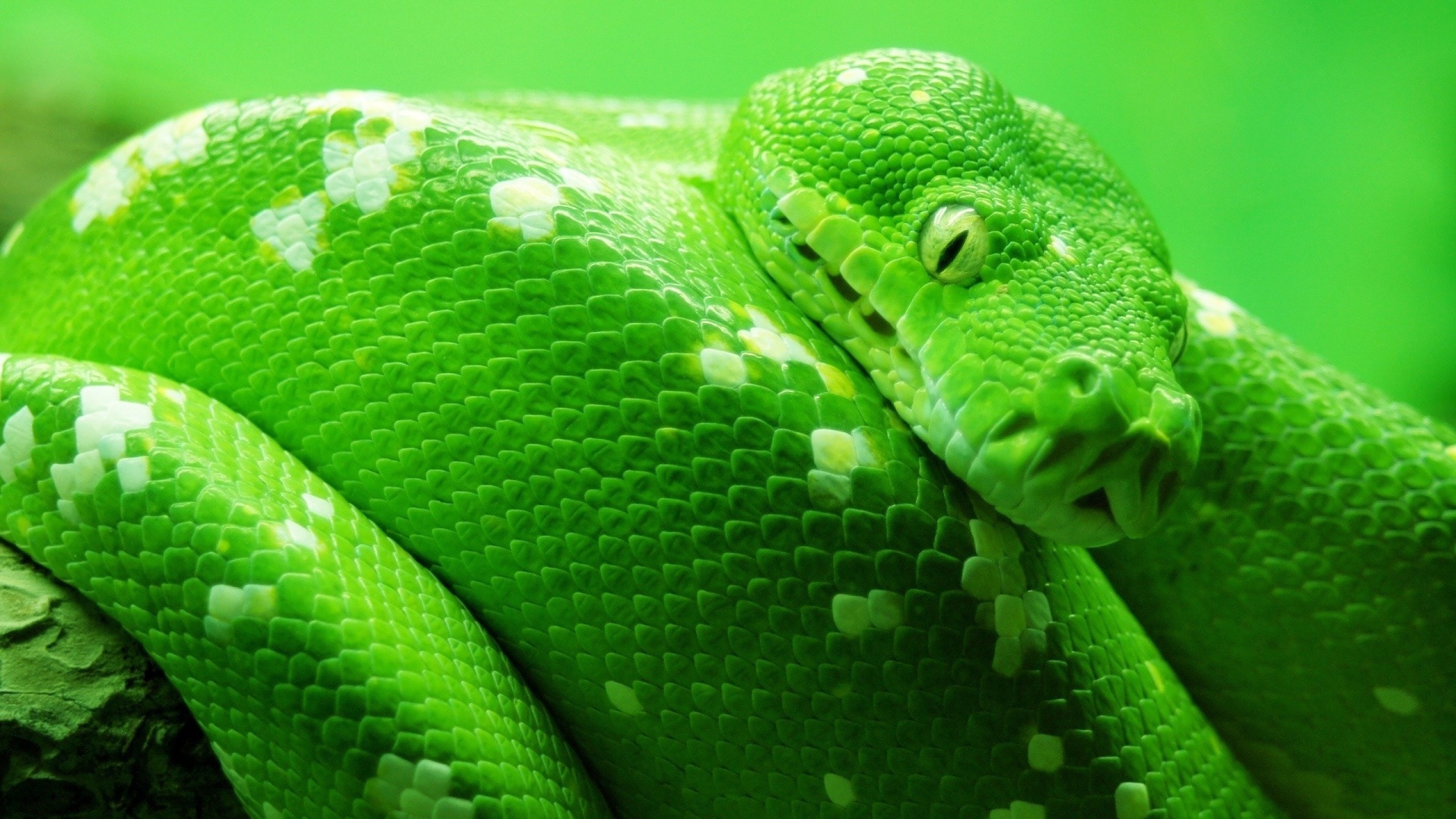 299057 Bild herunterladen tiere, python, schlange, reptilien - Hintergrundbilder und Bildschirmschoner kostenlos