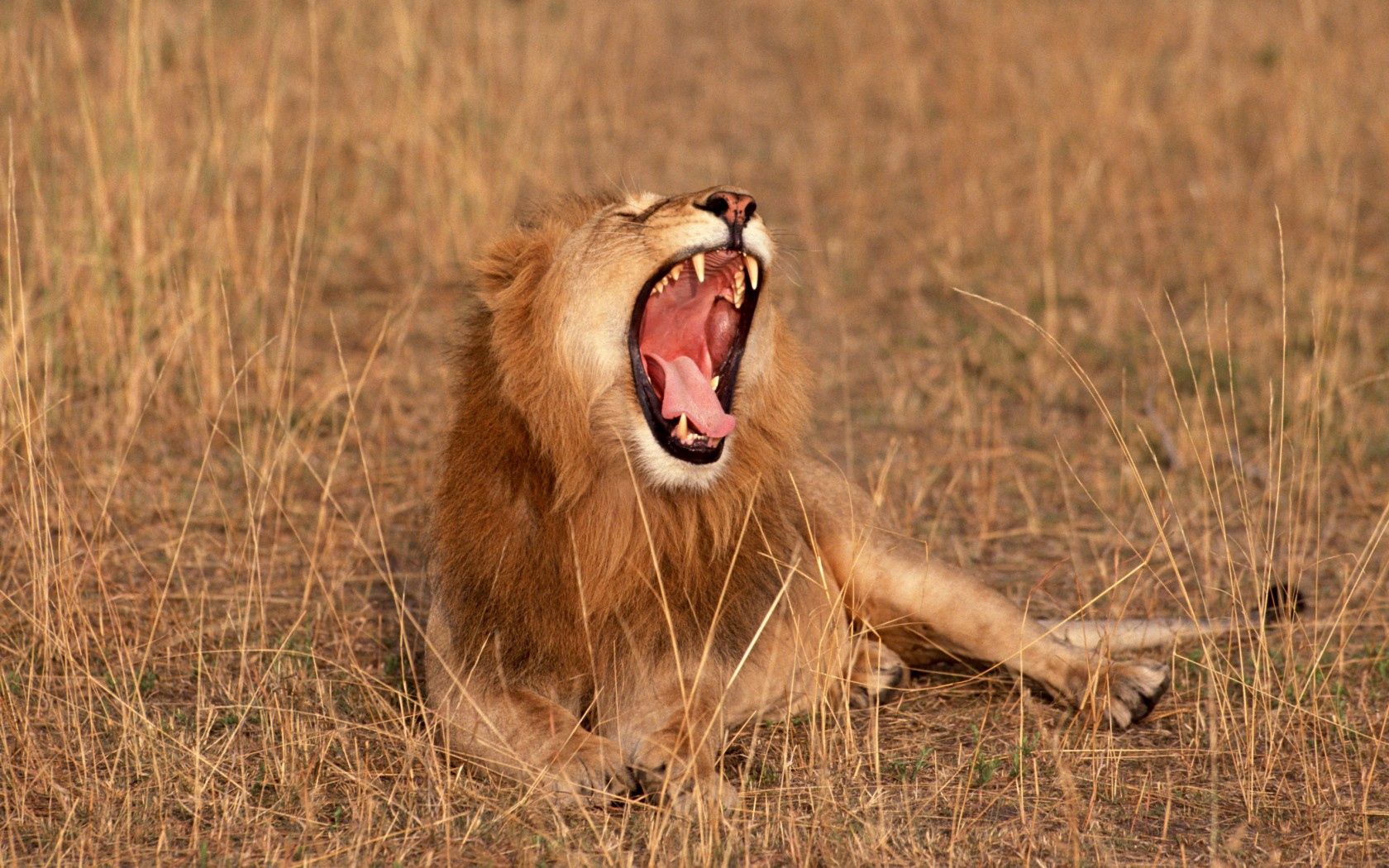 108326 Bild herunterladen tiere, savanna, ein löwe, löwe, afrika, biester - Hintergrundbilder und Bildschirmschoner kostenlos
