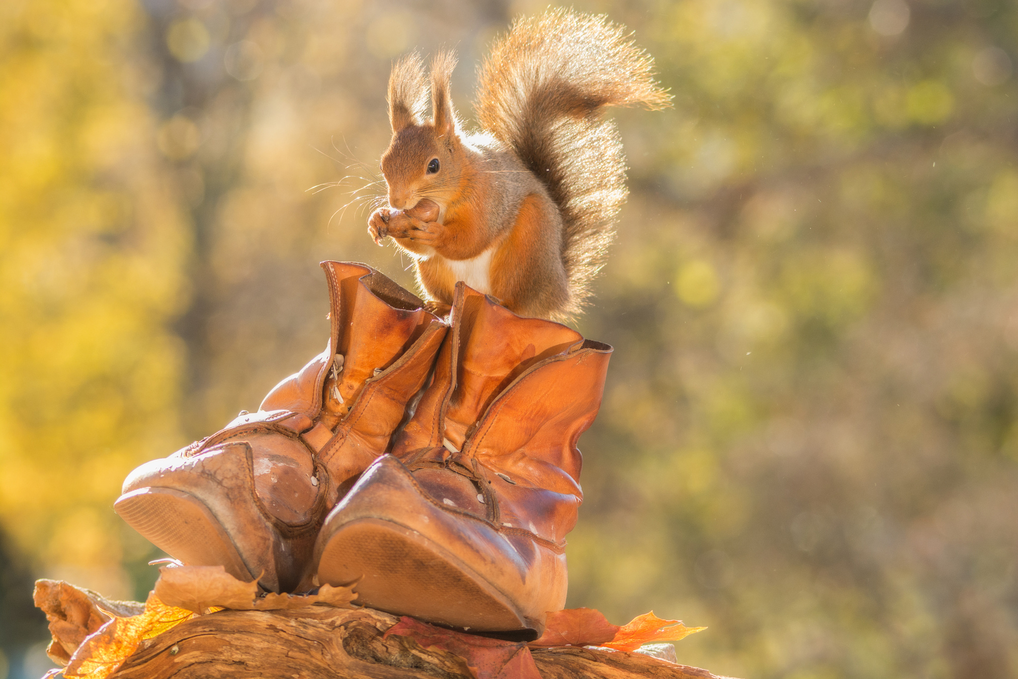 Free download wallpaper Squirrel, Animal, Rodent, Shoe on your PC desktop