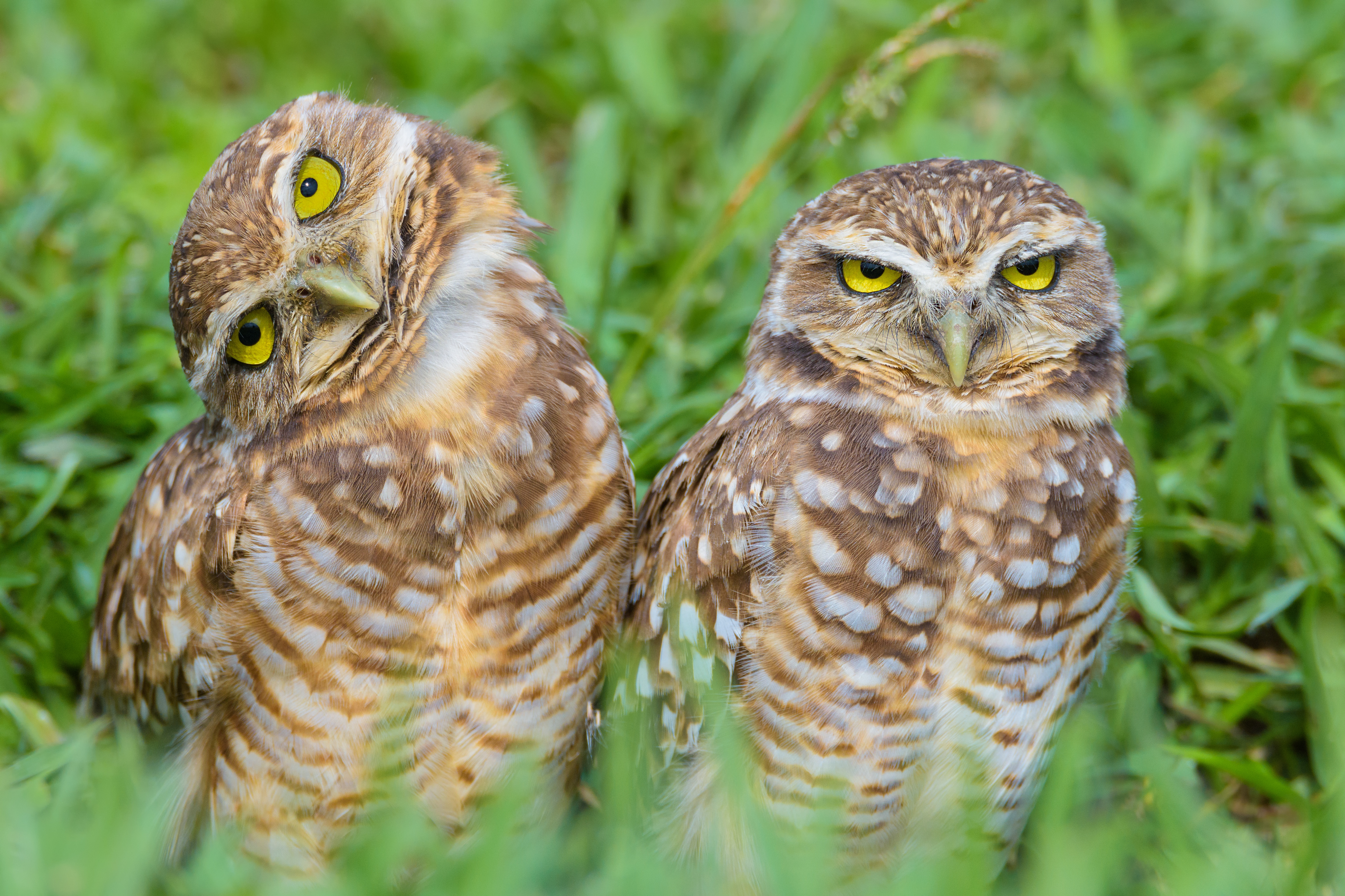 Téléchargez des papiers peints mobile Hibou, Oiseau, Des Oiseaux, Animaux gratuitement.