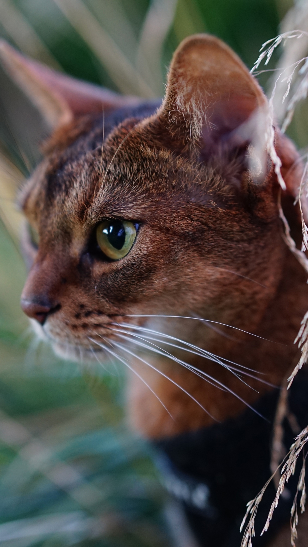 Baixar papel de parede para celular de Animais, Gatos, Gato, Fechar Se gratuito.