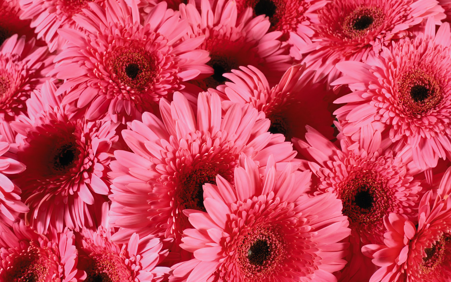 Laden Sie das Blumen, Gerbera, Blume, Erde/natur-Bild kostenlos auf Ihren PC-Desktop herunter