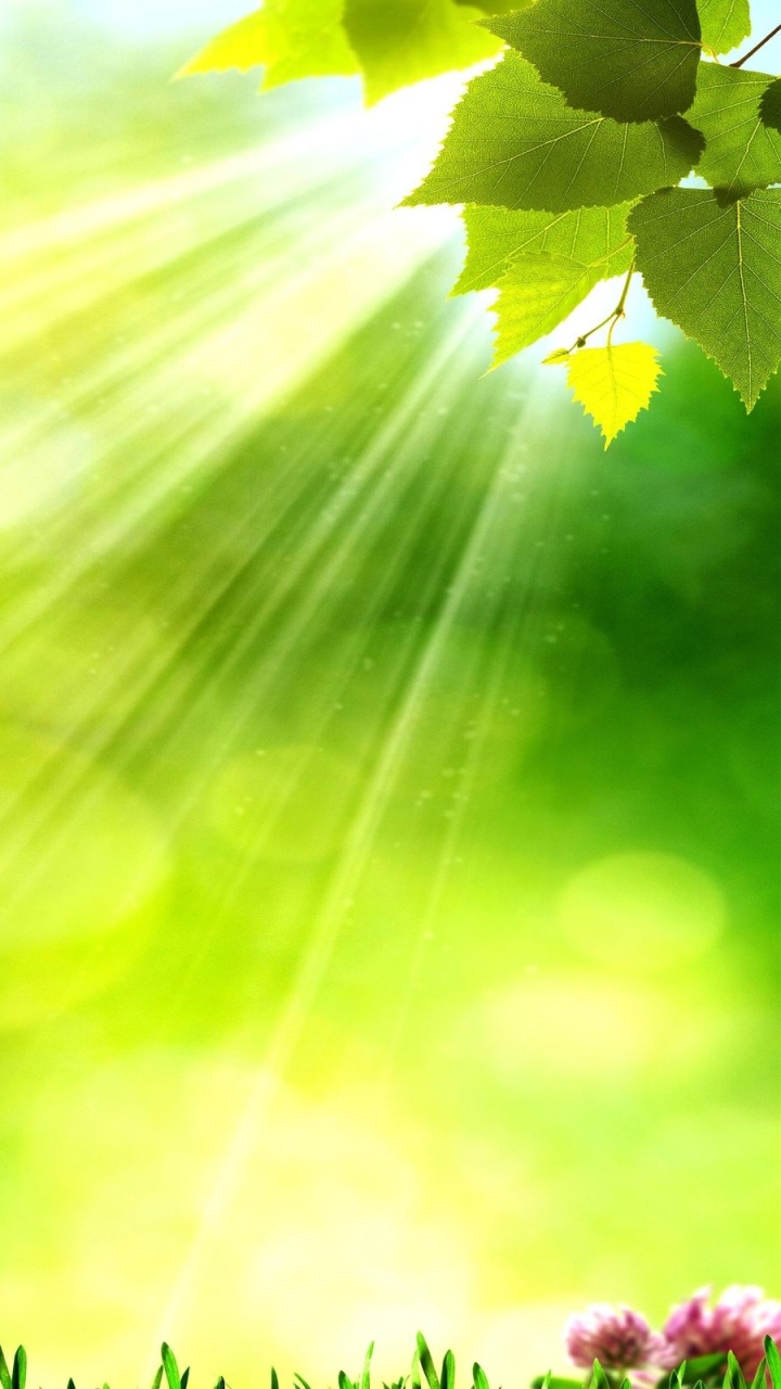 Download mobile wallpaper Leaf, Spring, Artistic, Sunshine for free.