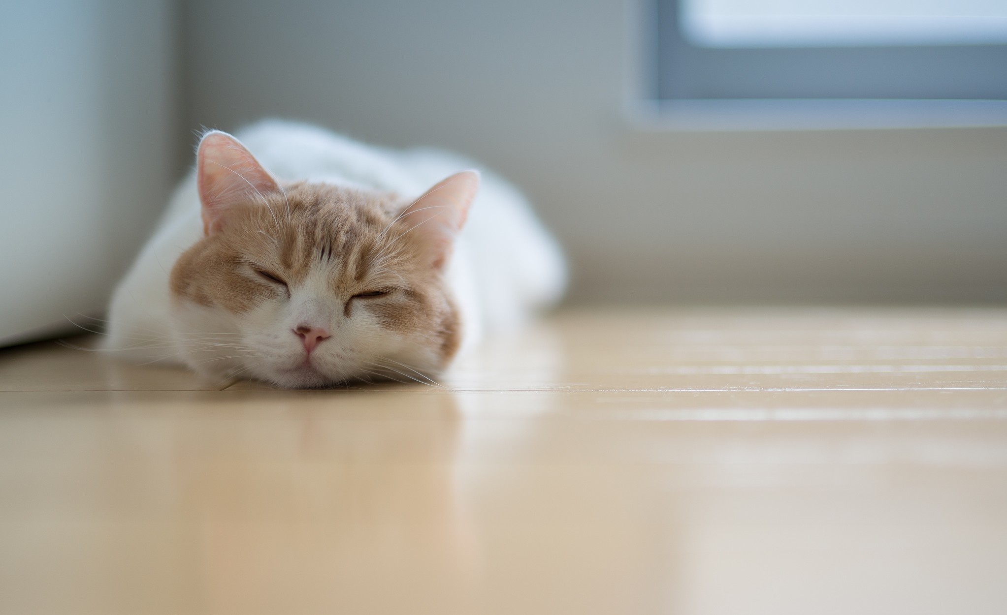 319238 Protetores de tela e papéis de parede Gatos em seu telefone. Baixe  fotos gratuitamente