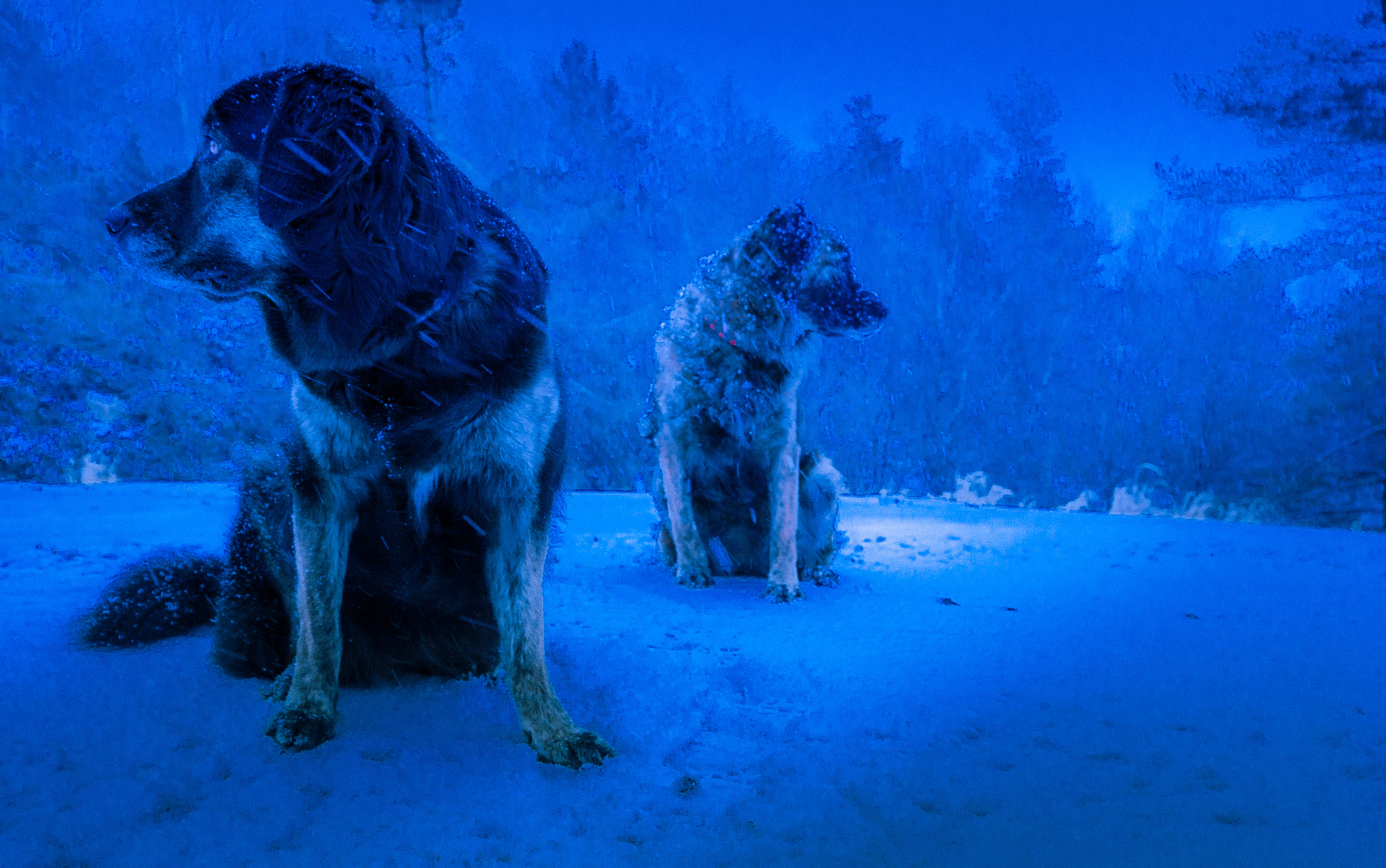 355349 descargar fondo de pantalla animales, perro, ártico, hielo, noruega, nieve, invierno, perros: protectores de pantalla e imágenes gratis