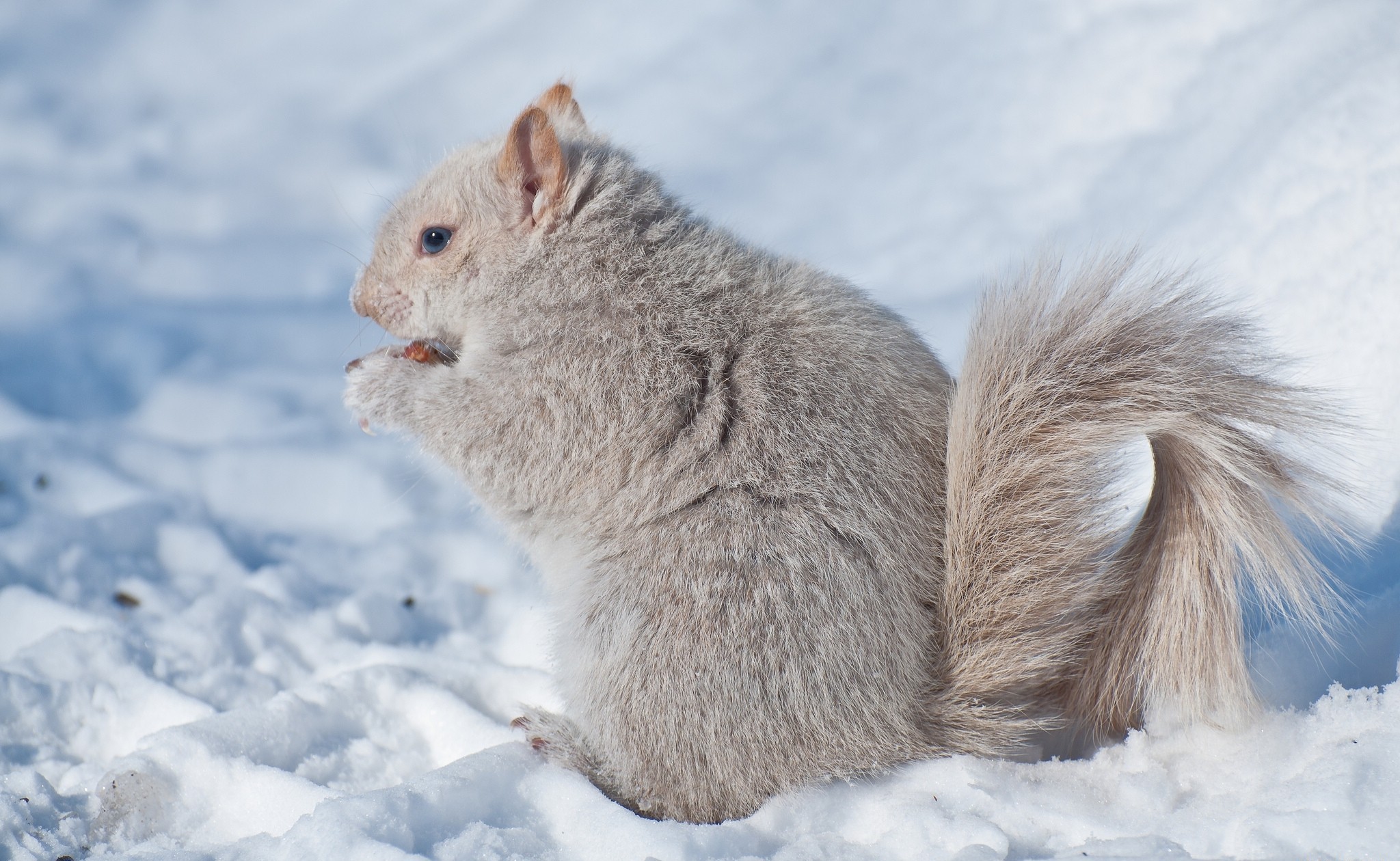 Baixe gratuitamente a imagem Animais, Inverno, Esquilo, Neve na área de trabalho do seu PC